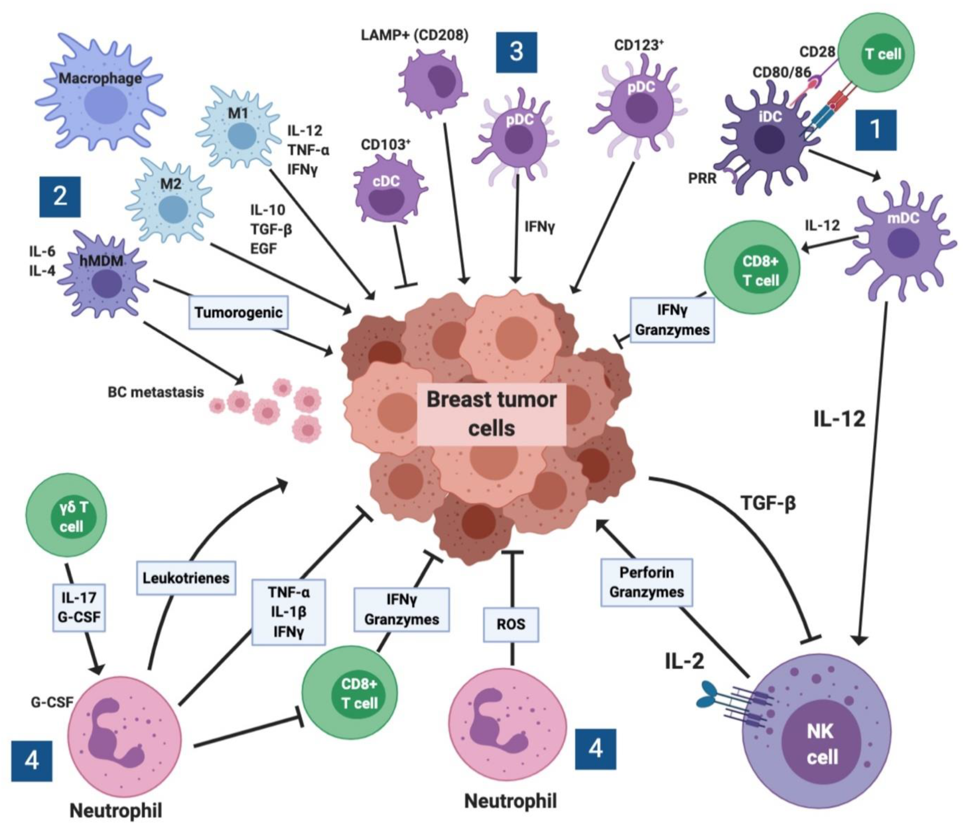 Cancers 12 02226 g002 Cancers 12 02226 g002