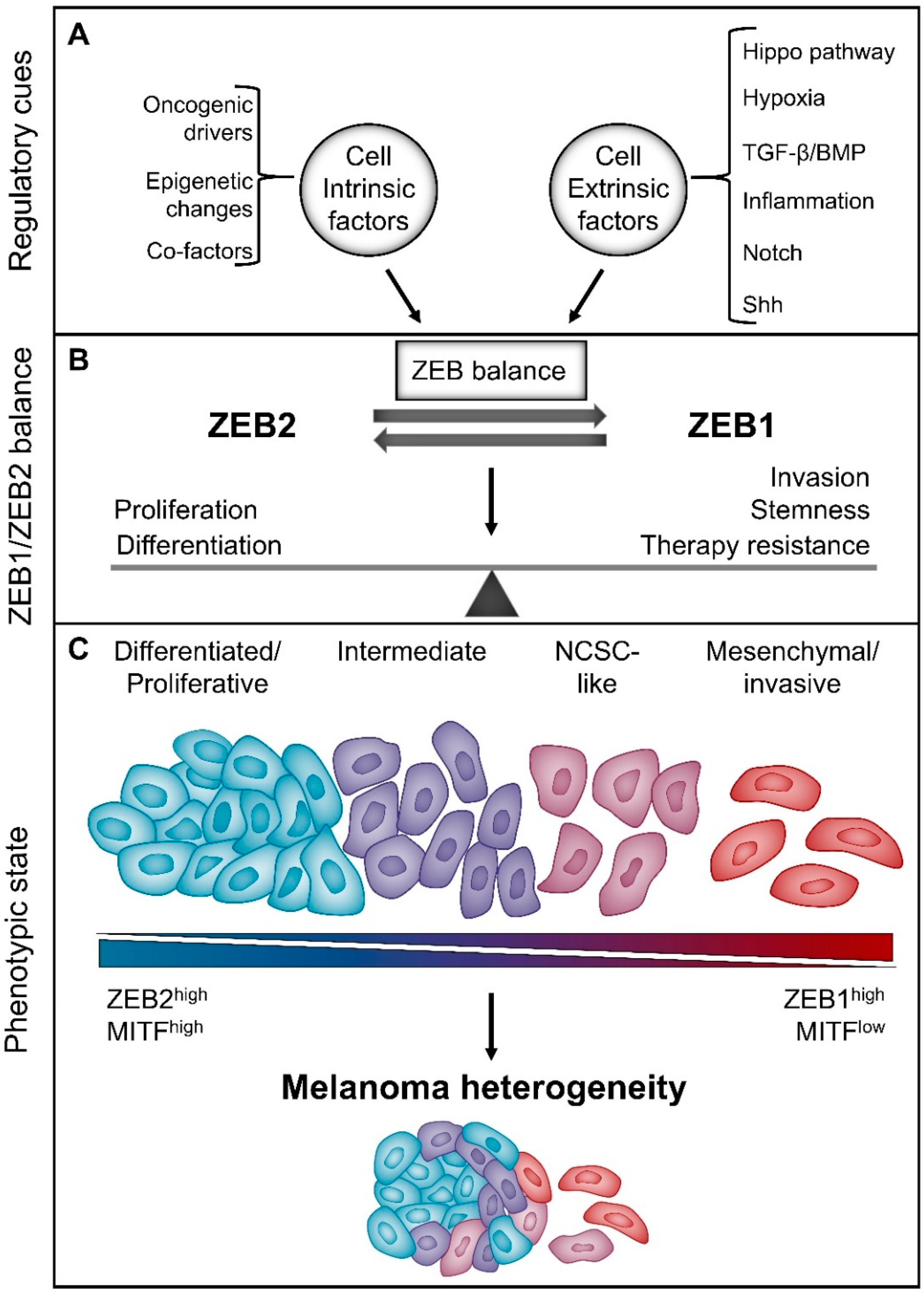 Cancers 12 02248 g003 Cancers 12 02248 g003