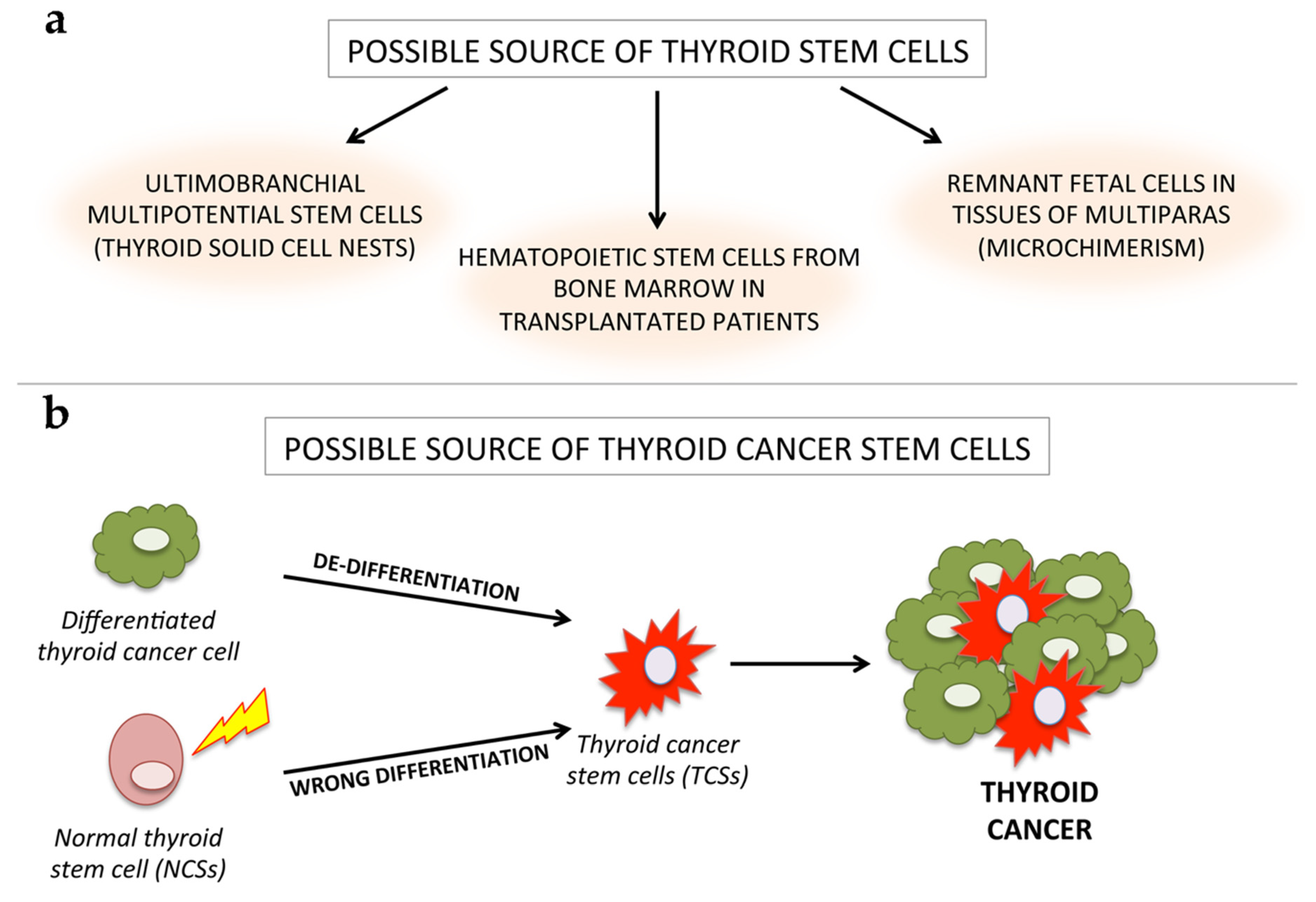 Cancers 12 02249 g002 Cancers 12 02249 g002