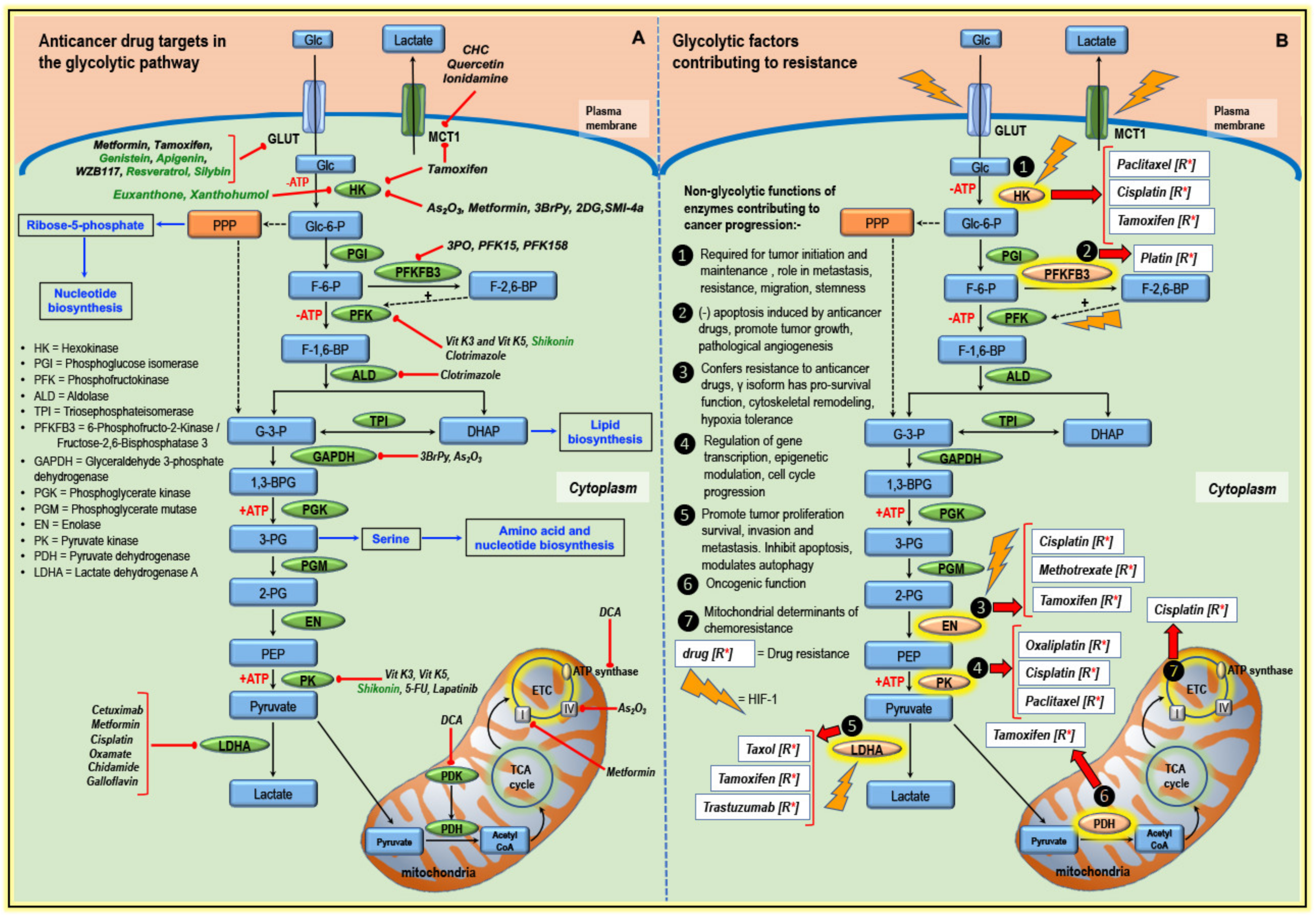 Cancers | Free Full-Text | Targeting Glucose Metabolism to Overcome  Resistance to Anticancer Chemotherapy in Breast Cancer