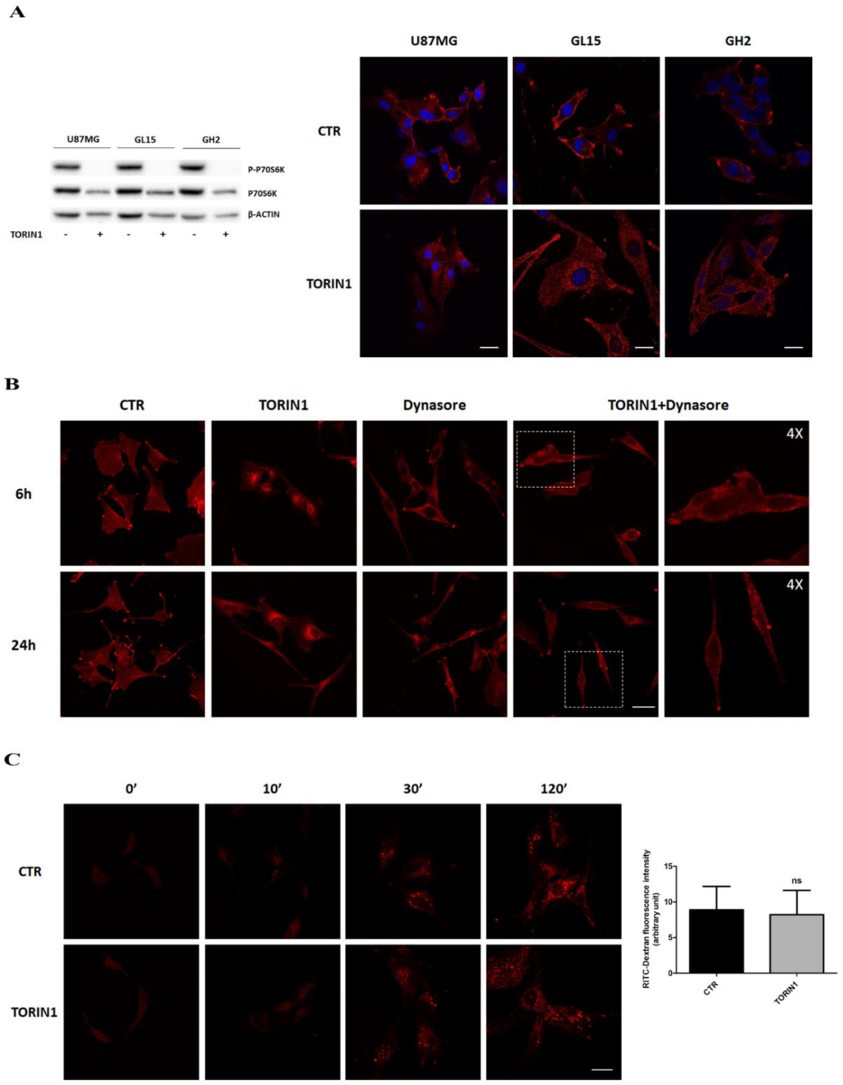 Cancers 12 02266 g001 Cancers 12 02266 g001