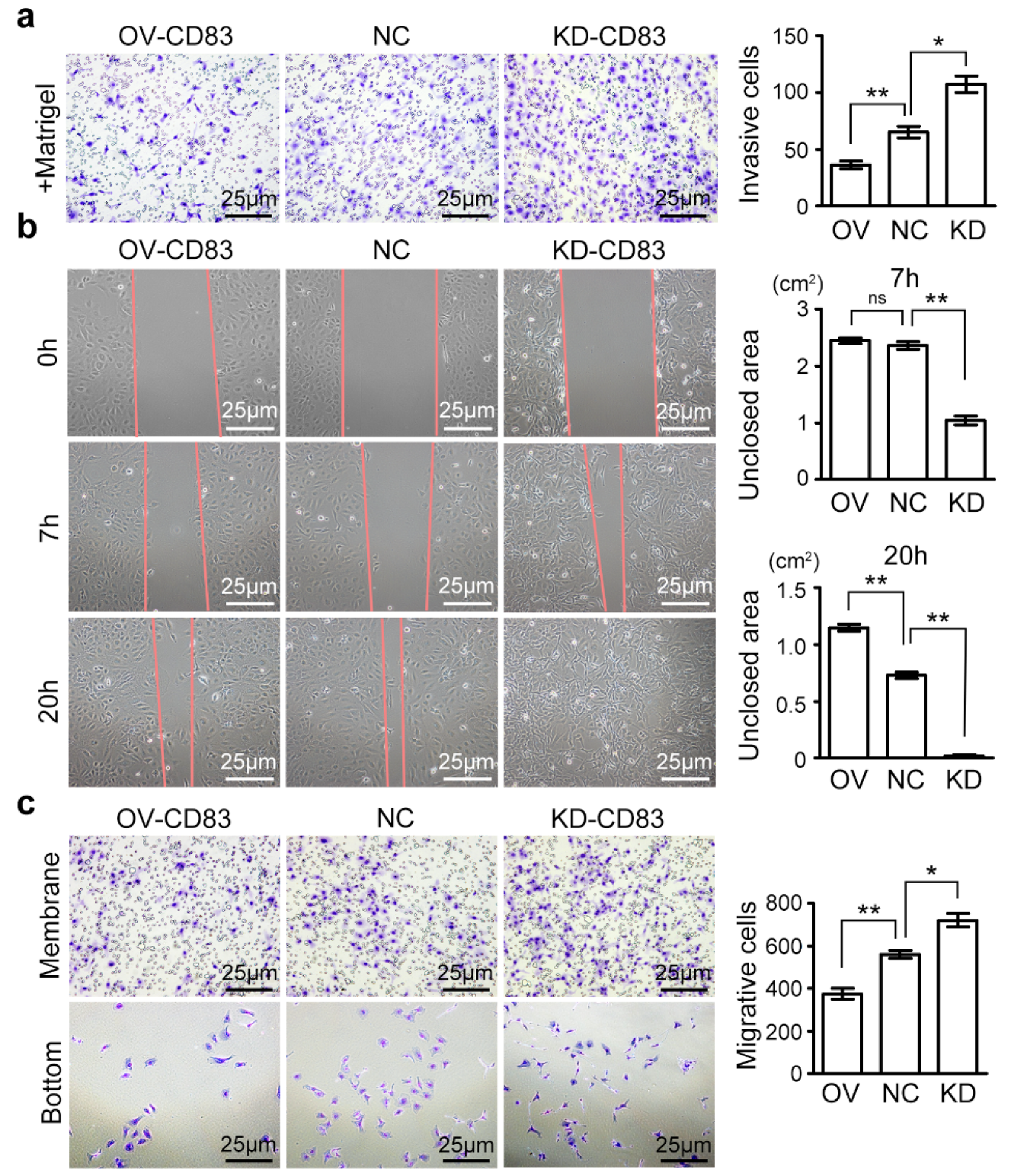 Cancers 12 02269 g003 Cancers 12 02269 g003