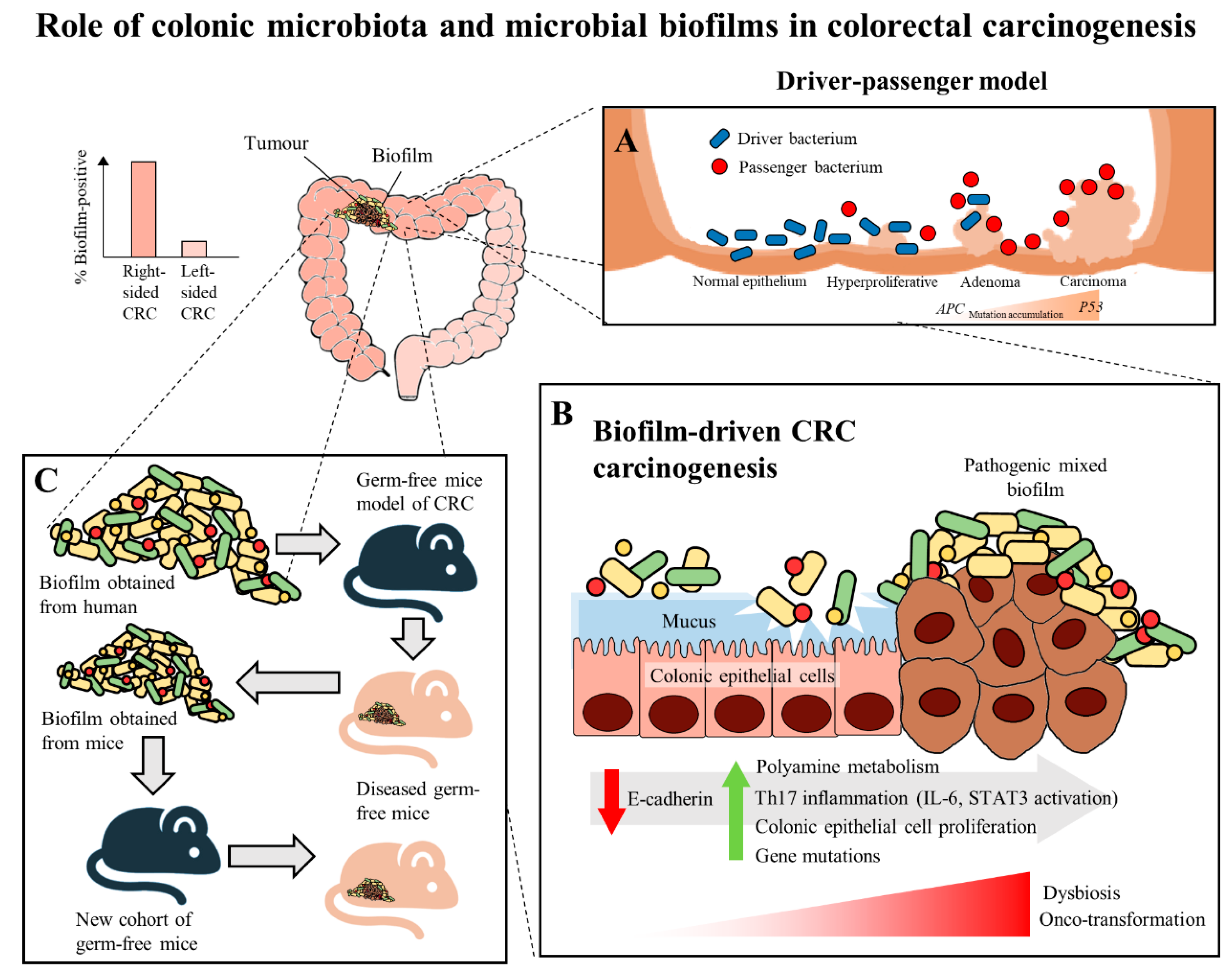 gut biofilm removal)