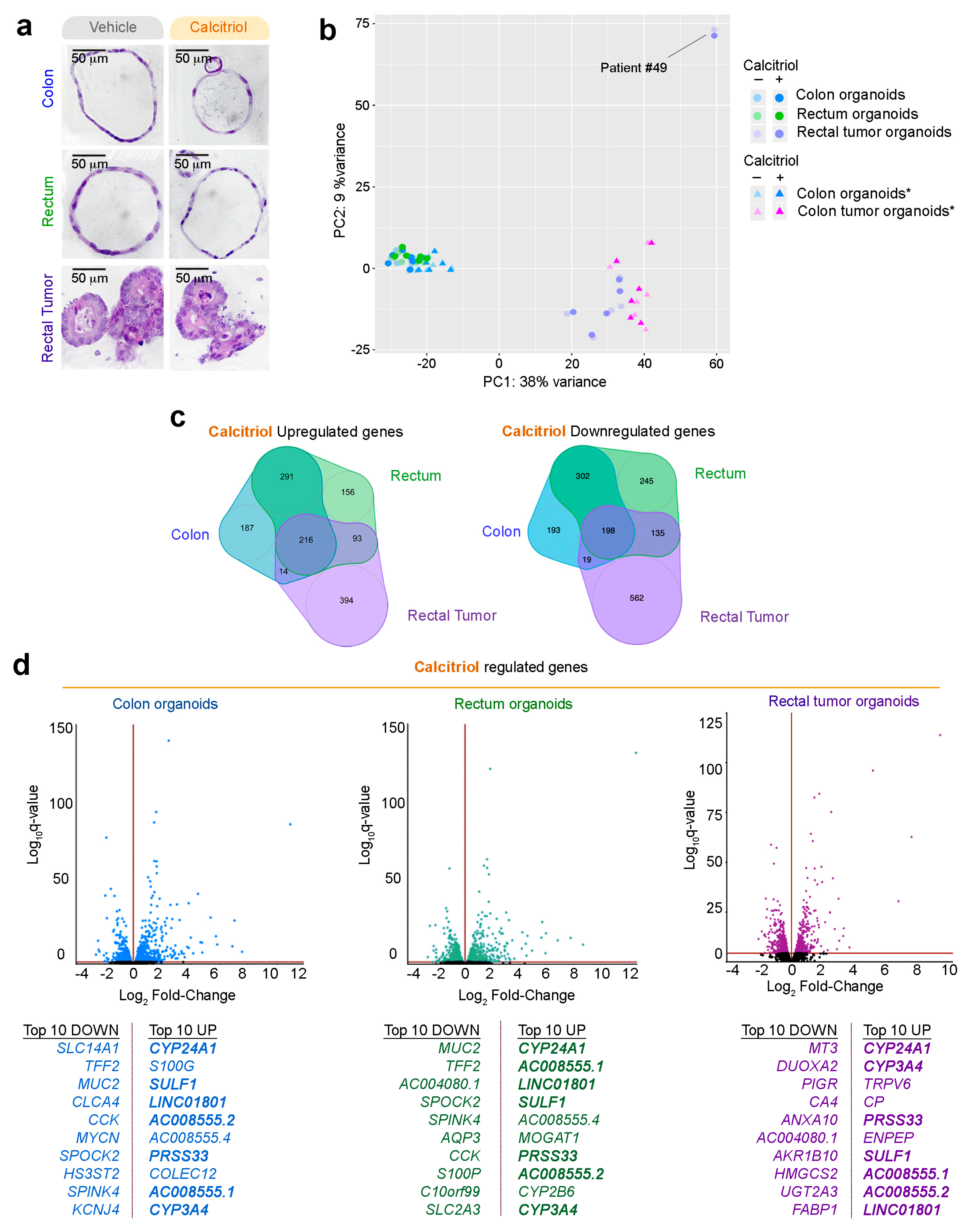 Cancers 12 02302 g004 Cancers 12 02302 g004