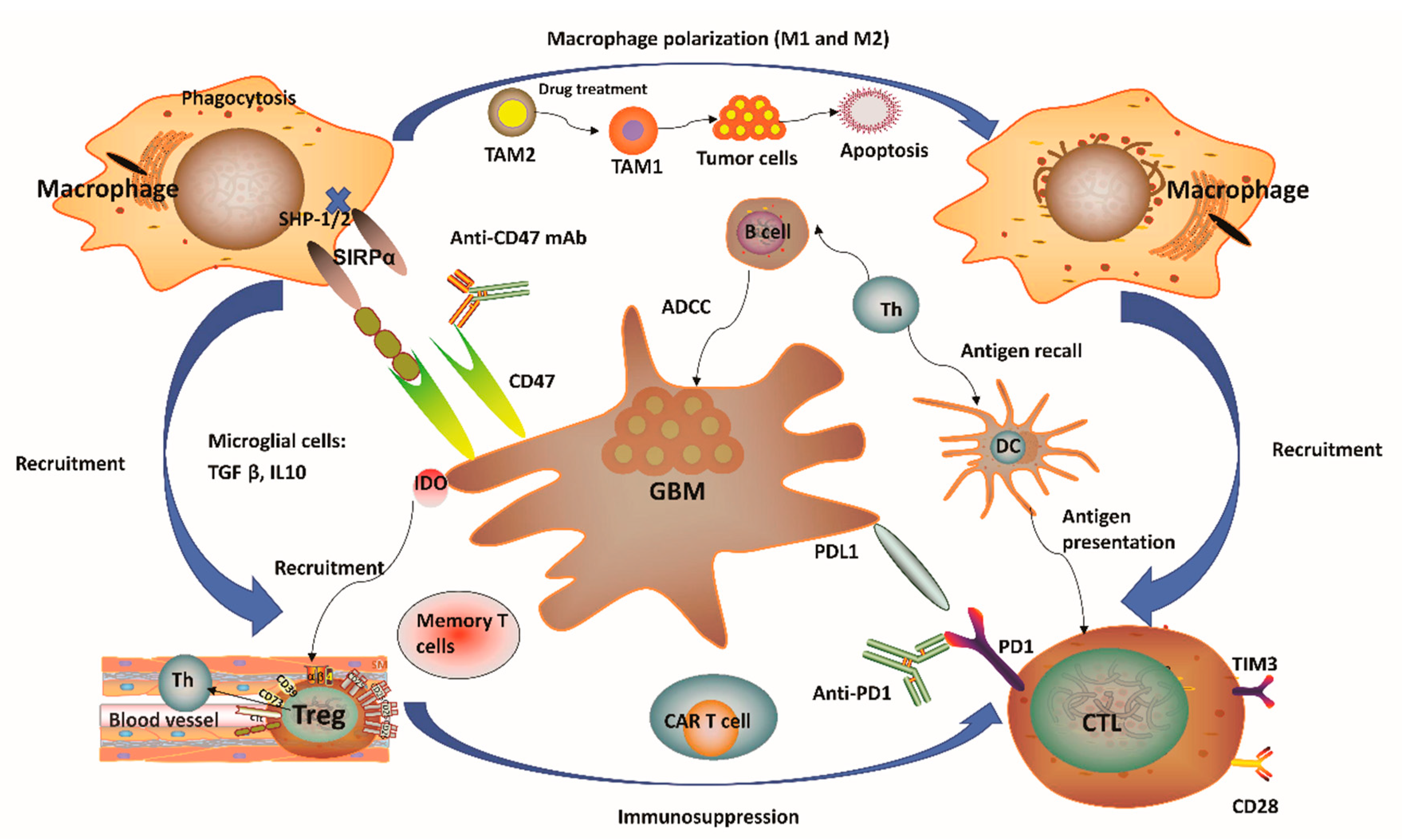 Cancers 12 02334 g001