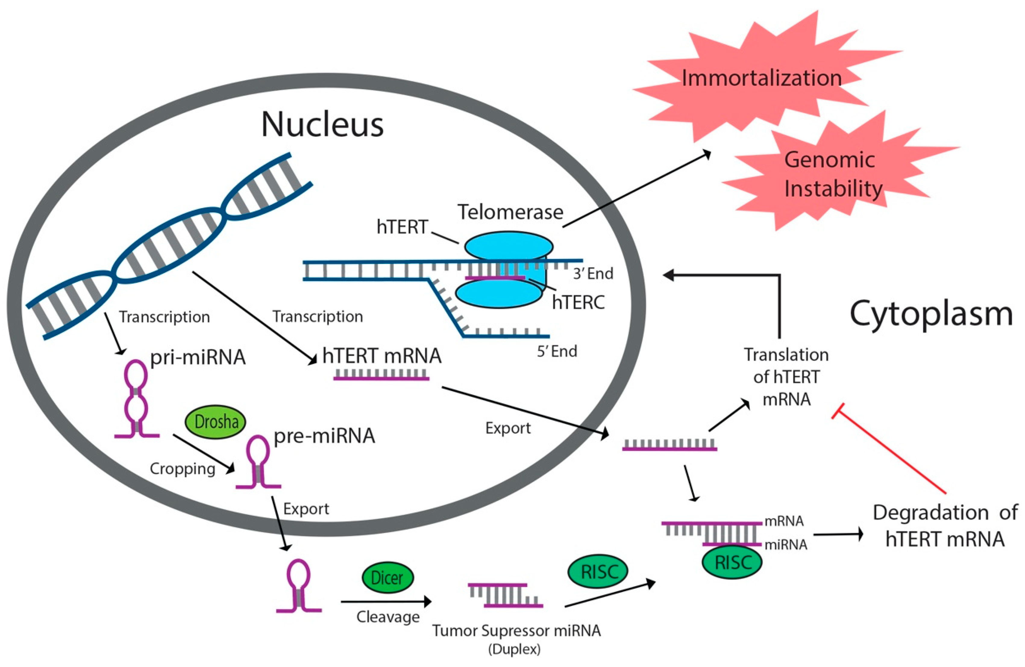Cancers 12 02337 g001 Cancers 12 02337 g001