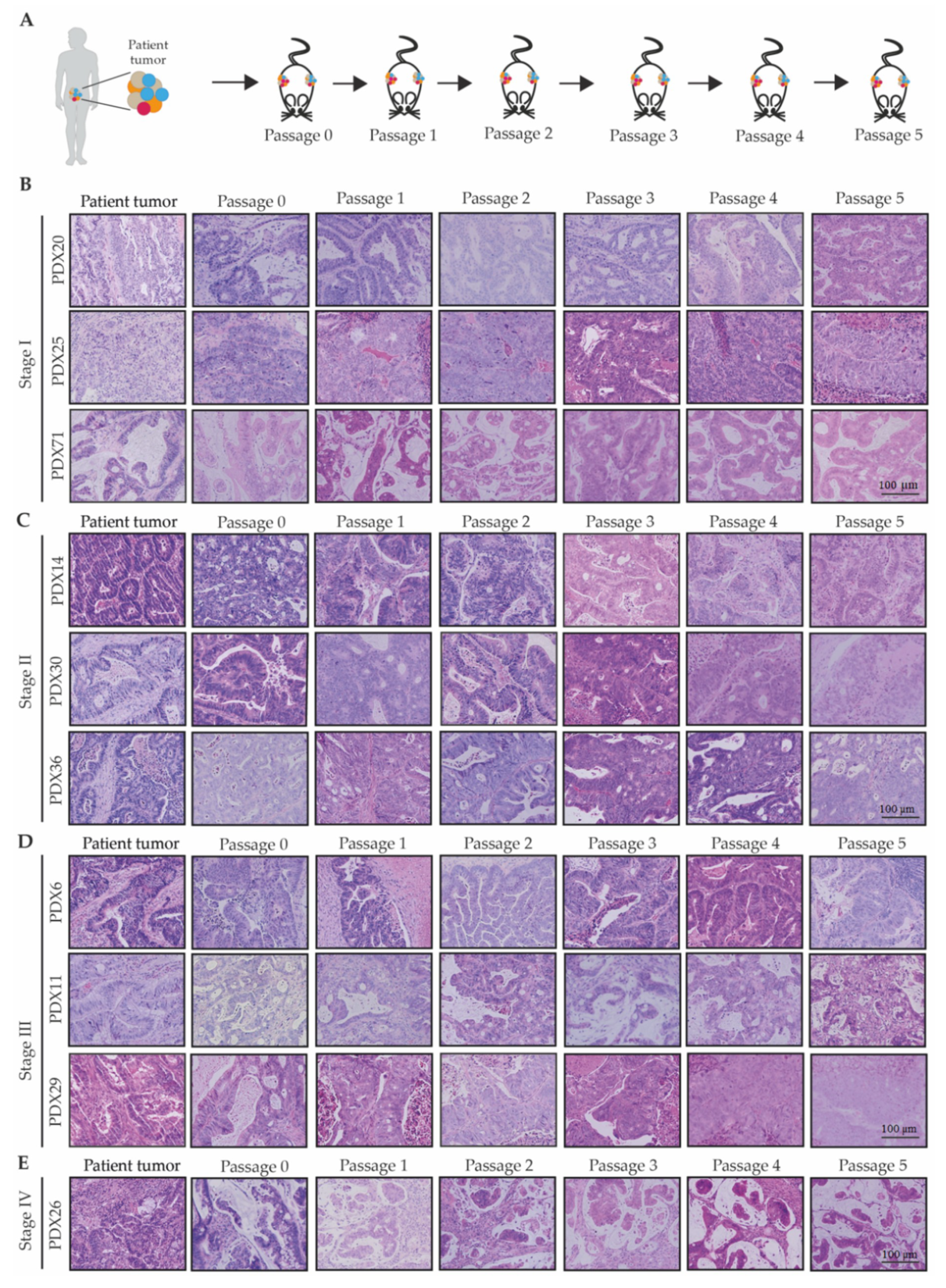 Cancers 12 02340 g002 Cancers 12 02340 g002