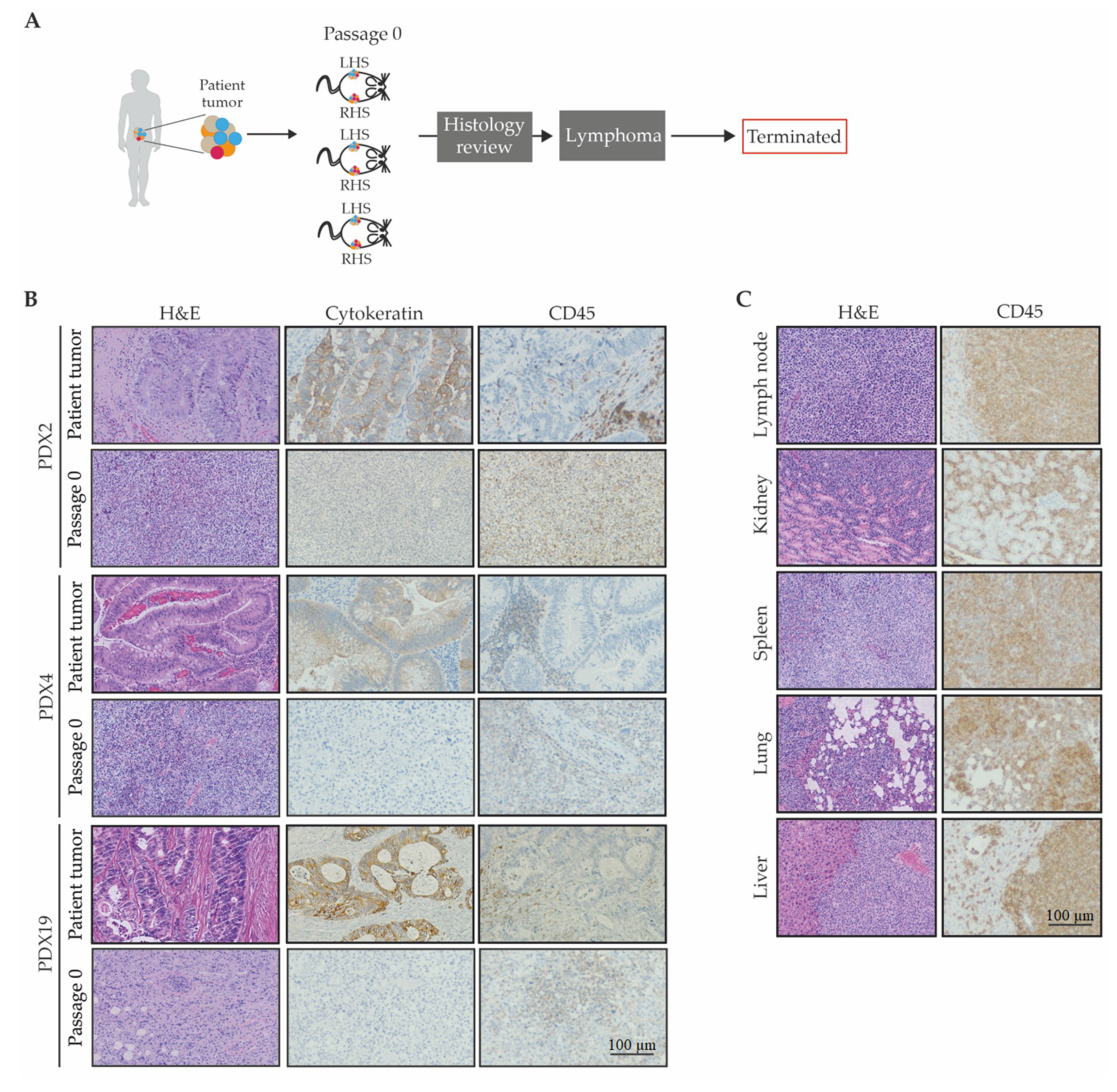 Cancers 12 02340 g003 Cancers 12 02340 g003
