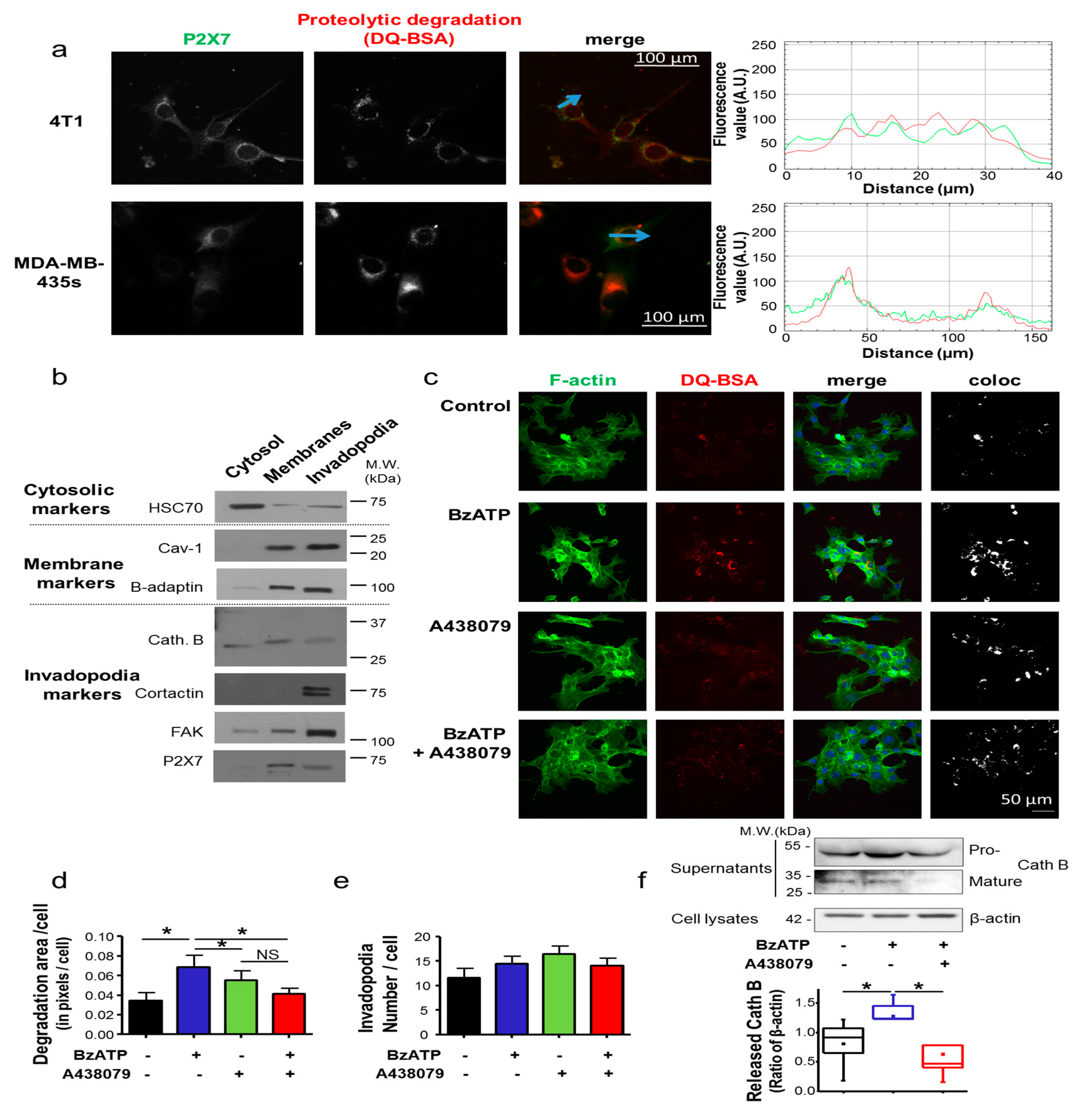 Cancers 12 02342 g002