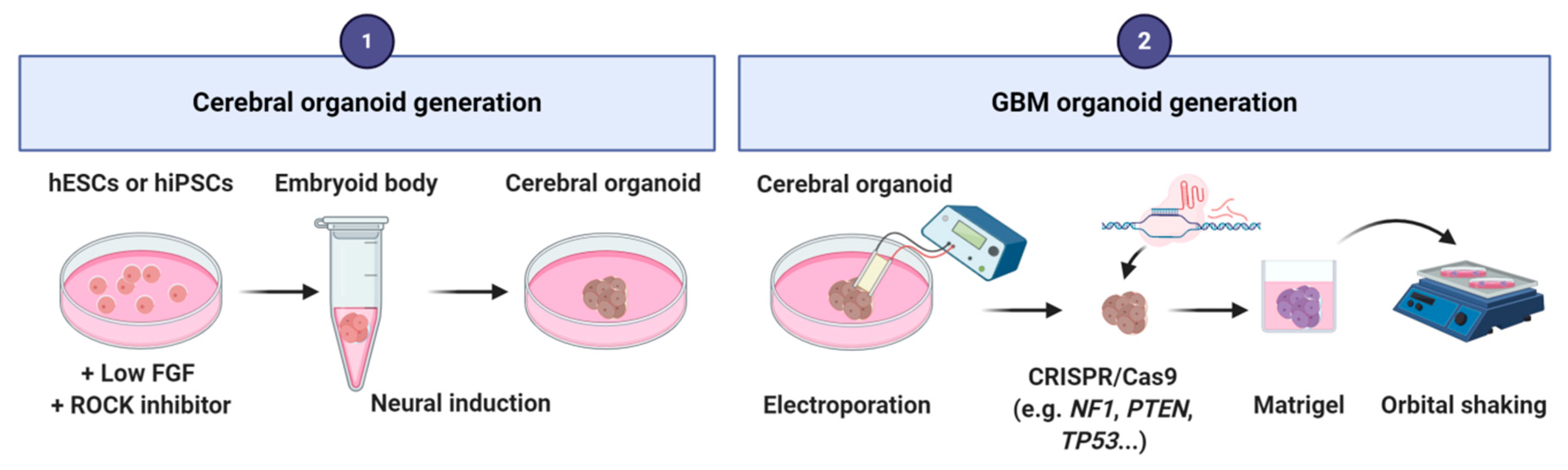 Cancers 12 02347 g006 Cancers 12 02347 g006