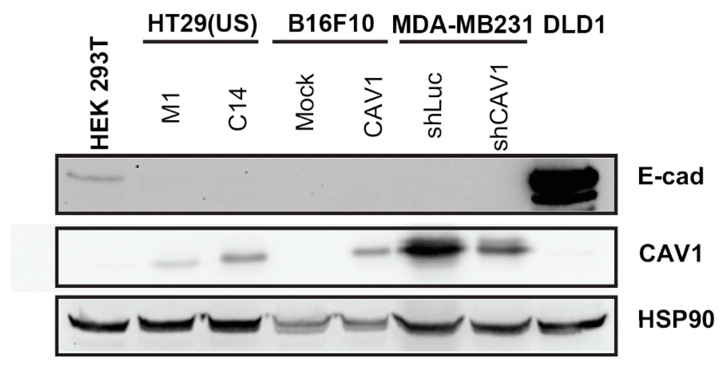 Cancers 12 02349 g001