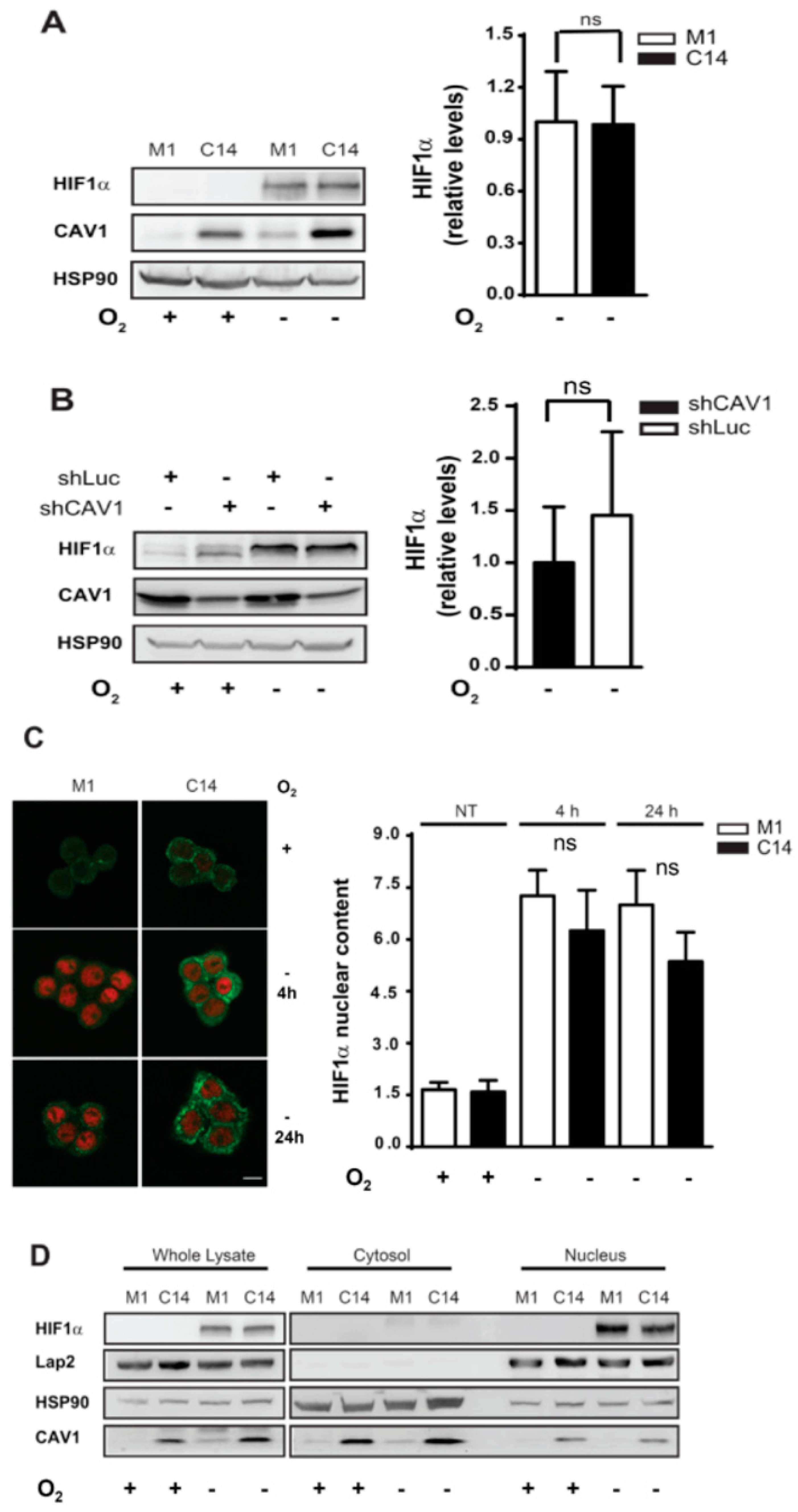 Cancers 12 02349 g003
