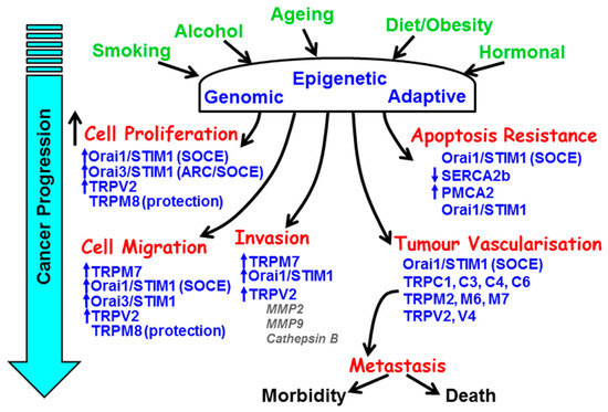 cancers free full text targeting the calcium signalling machinery in cancer html