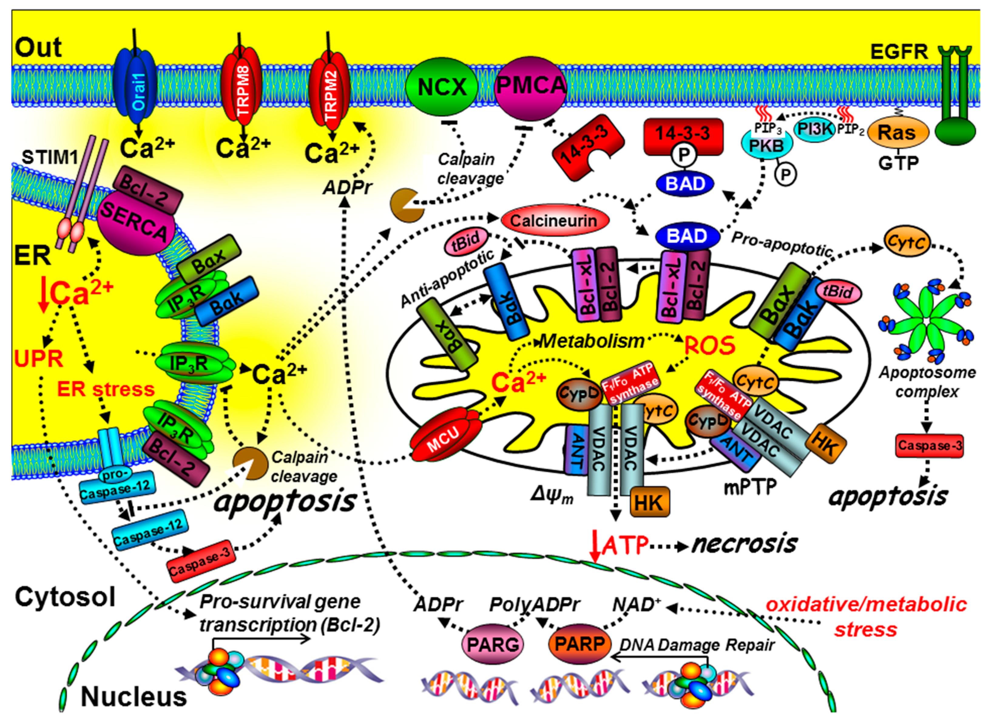 cancers free full text targeting the calcium signalling machinery in cancer html