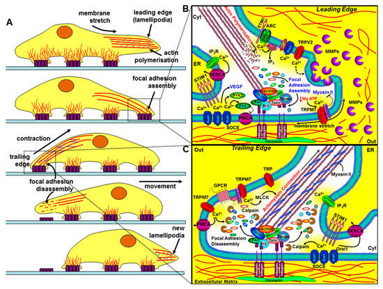 cancers free full text targeting the calcium signalling machinery in cancer html
