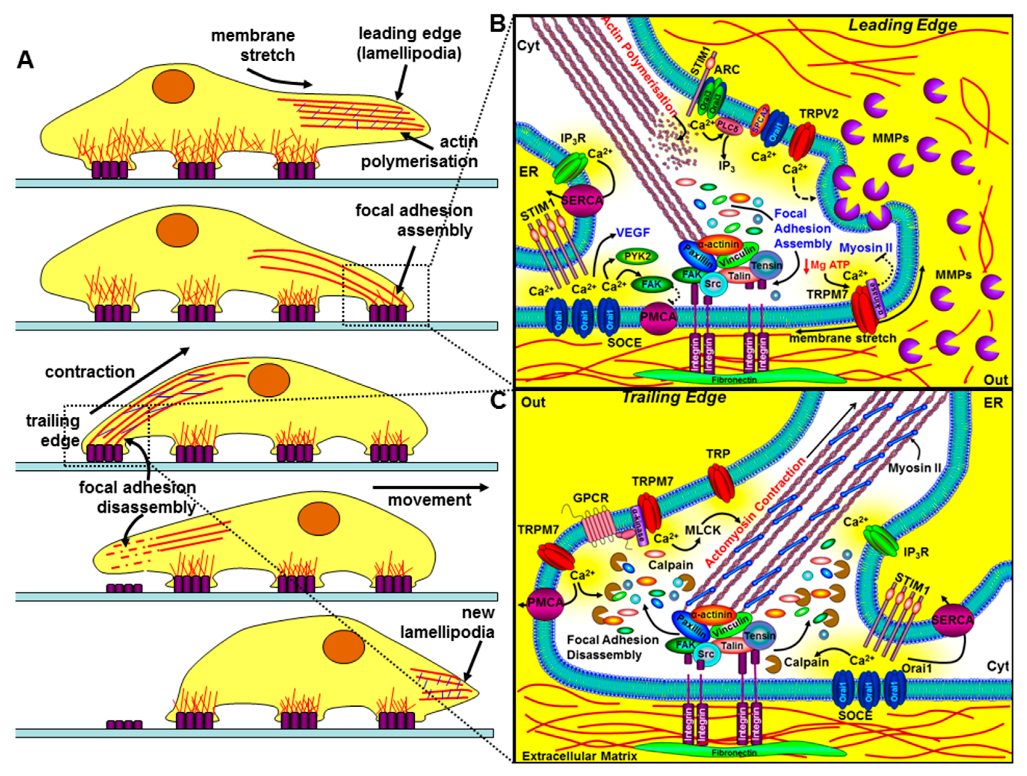 Cancers 12 02351 g004 Cancers 12 02351 g004