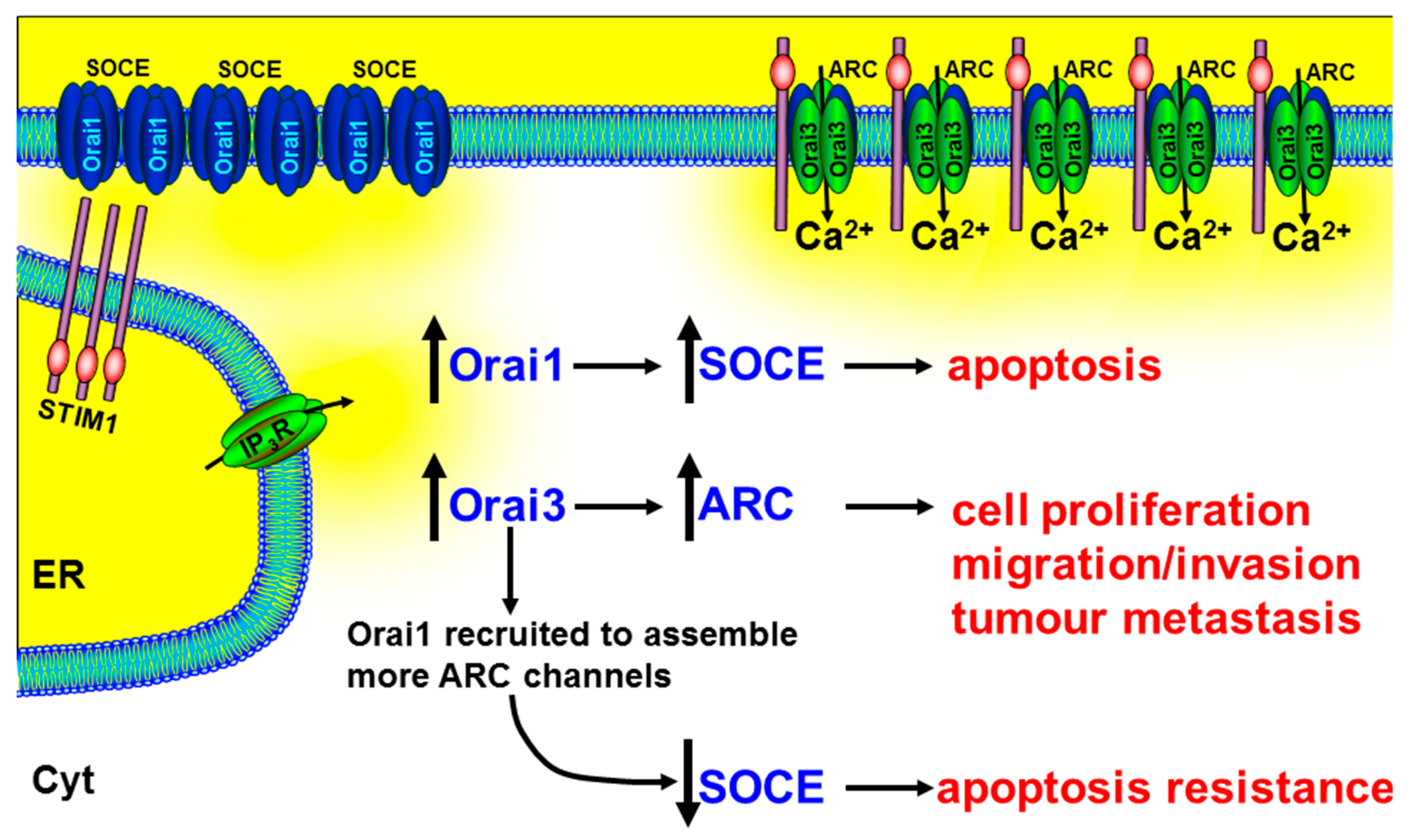 cancers free full text targeting the calcium signalling machinery in cancer html