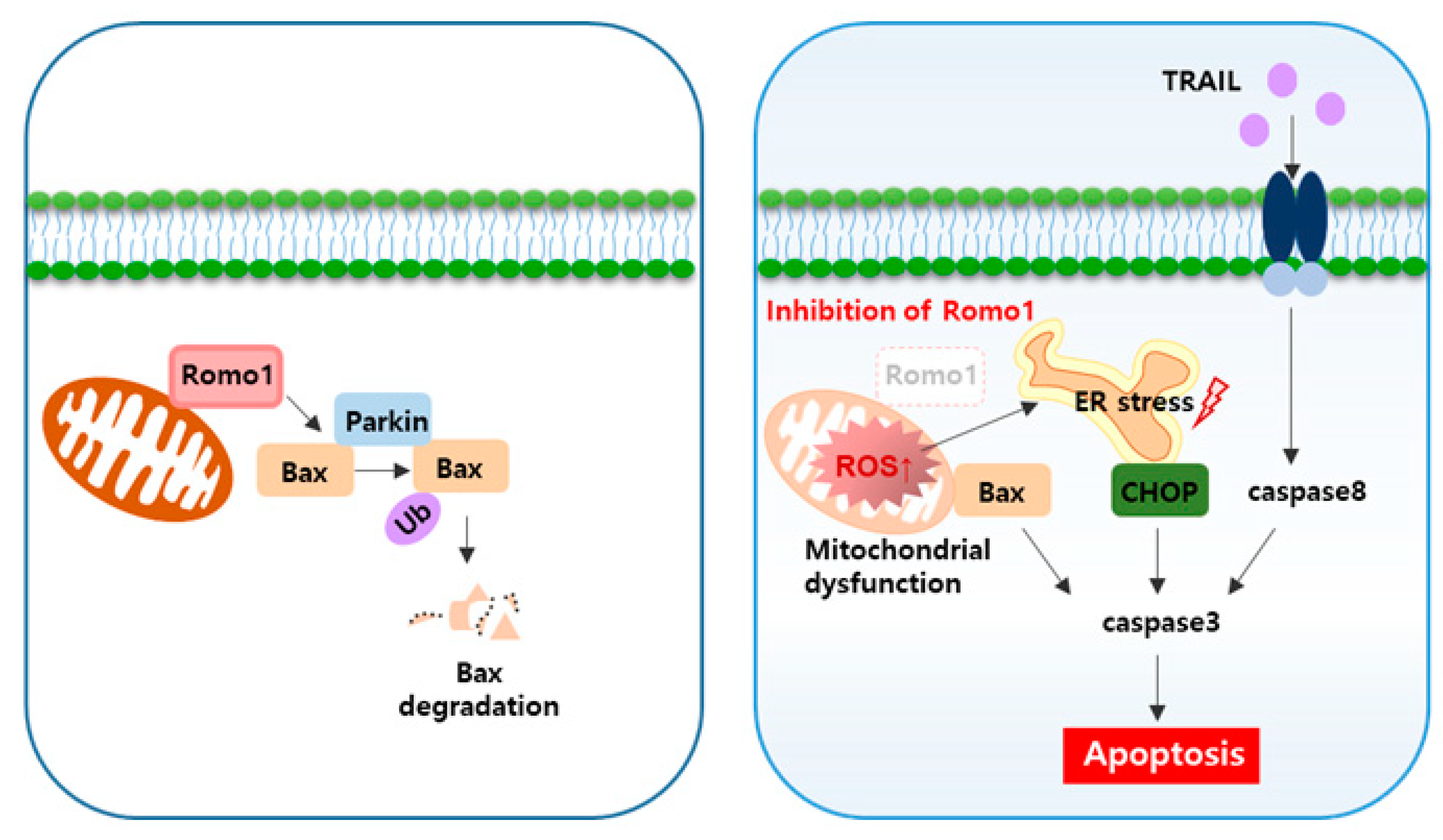 Cancers 12 02358 g006
