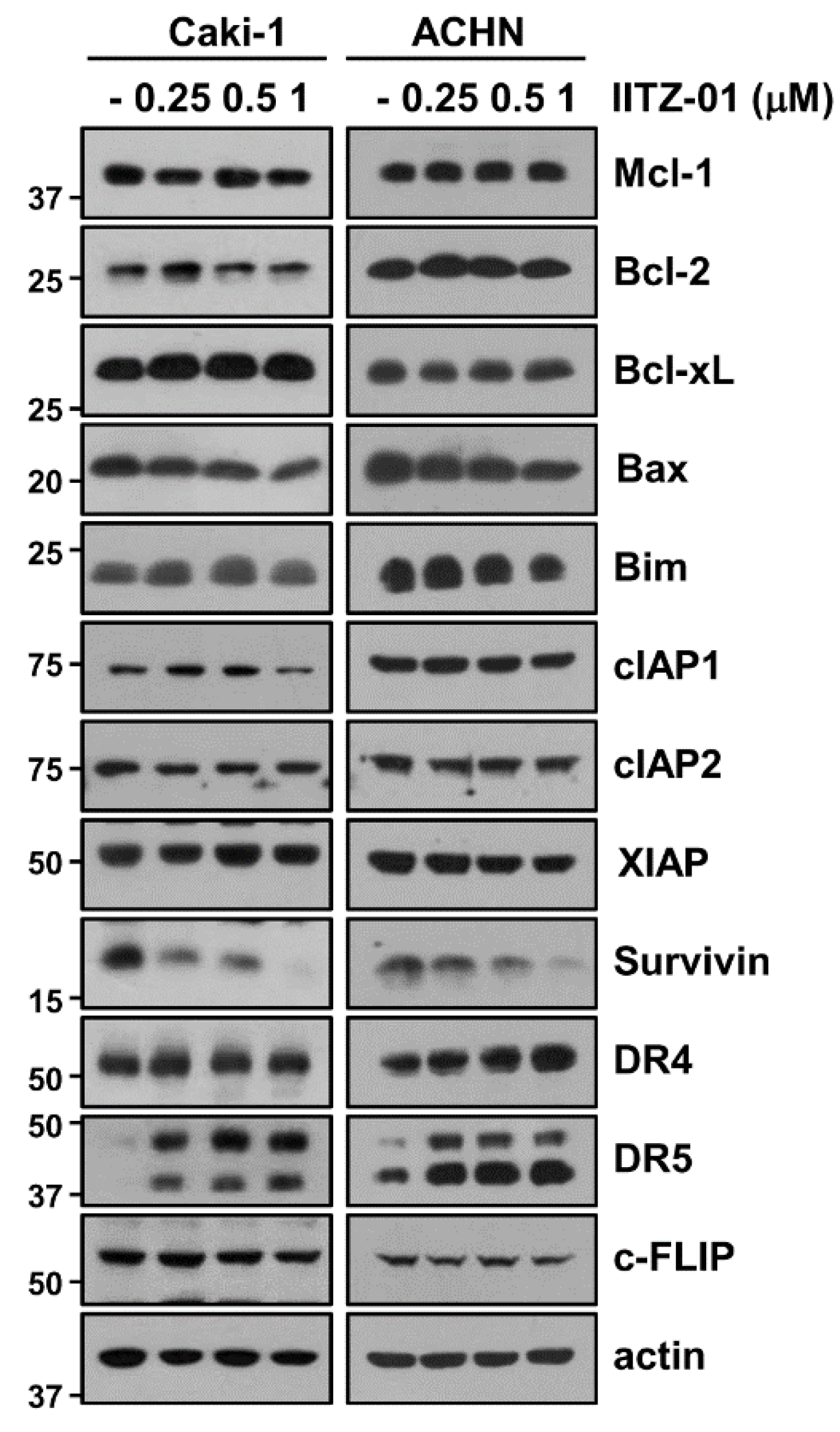 Cancers 12 02363 g002