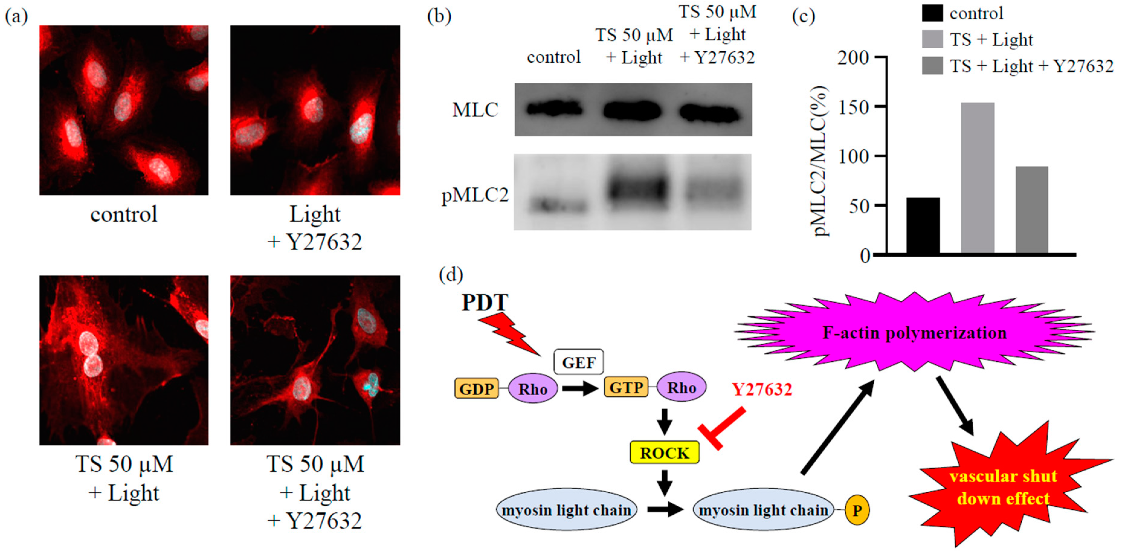 Cancers 12 02369 g005 Cancers 12 02369 g005