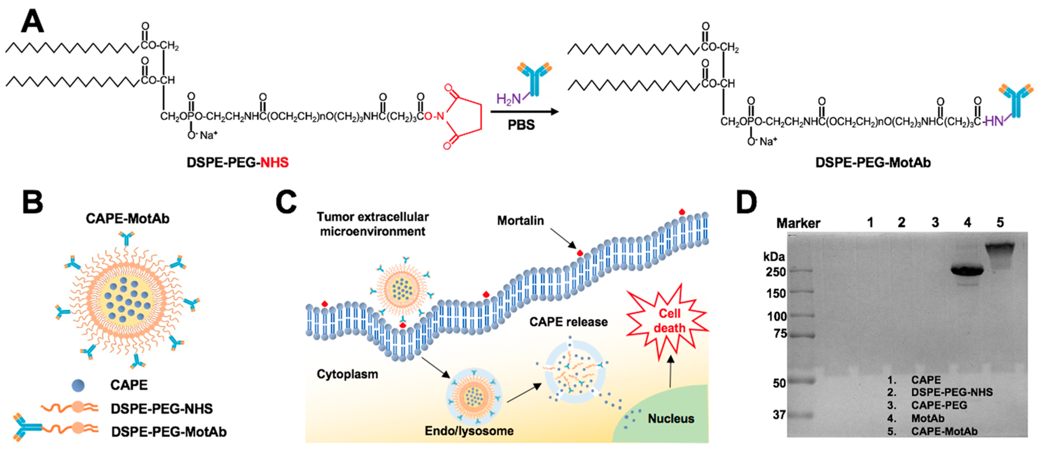 Cancers 12 02370 g001a Cancers 12 02370 g001a