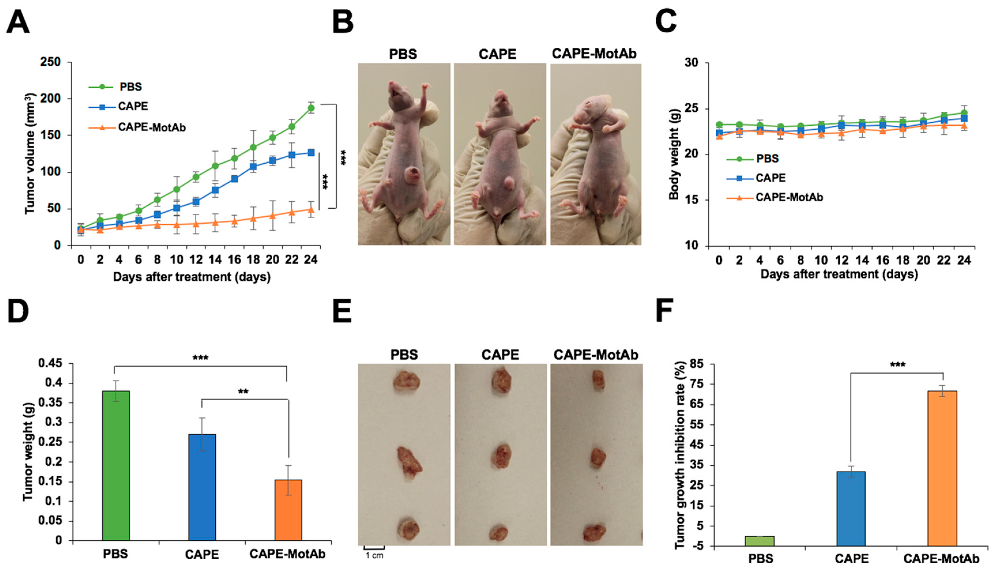 Cancers 12 02370 g007 Cancers 12 02370 g007