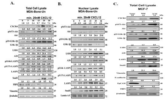 Cancers Free Full Text Role Of The Cxcr4 Lasp1 Axis In The Stabilization Of Snail1 In Triple Negative Breast Cancer Html