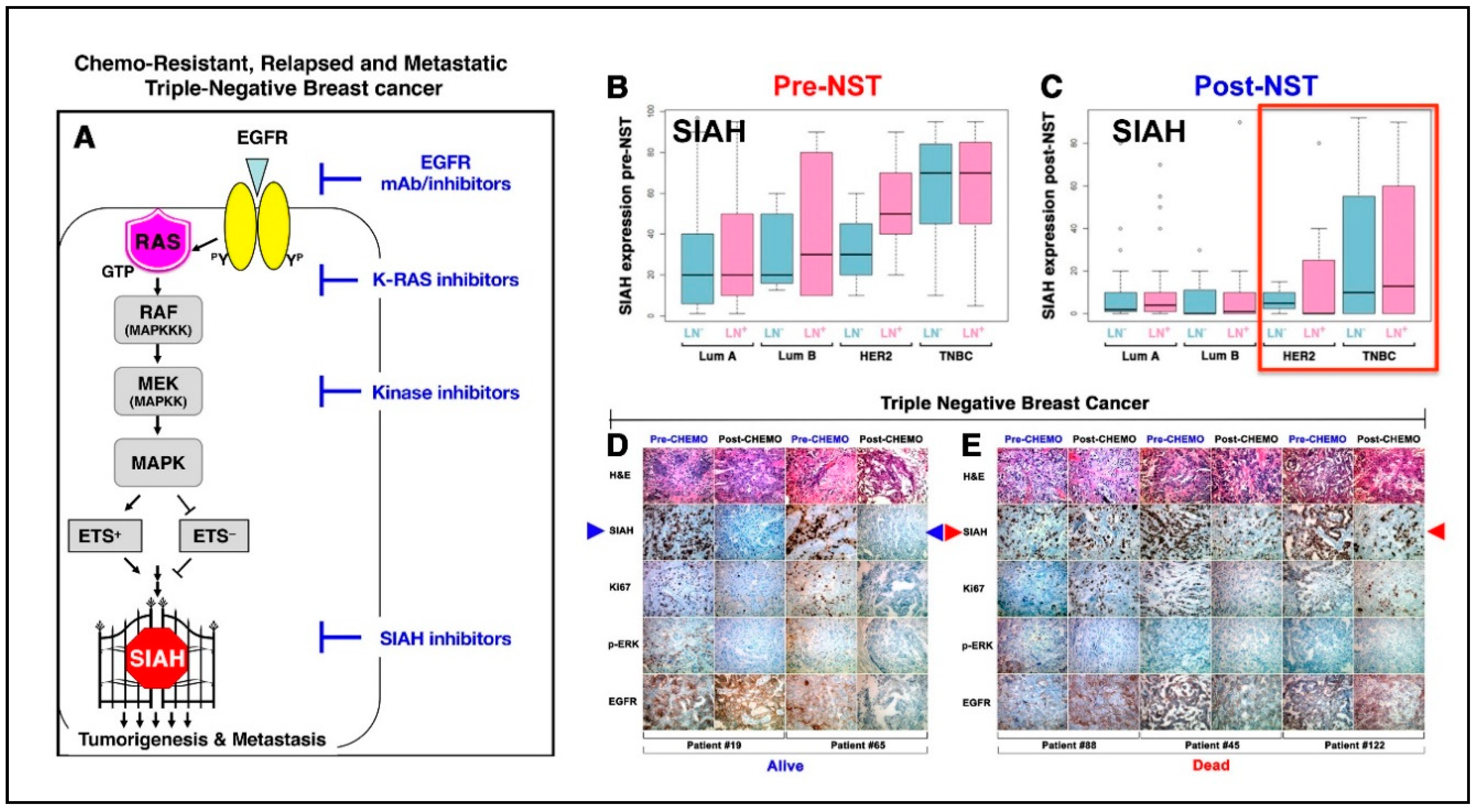 Cancers 12 02392 g001 Cancers 12 02392 g001
