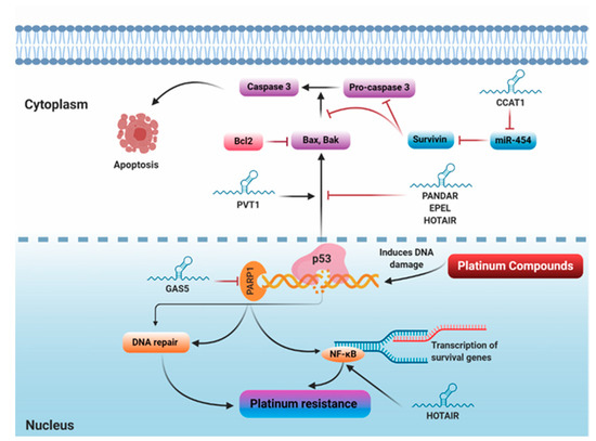 Back to the Future: Rethinking the Great Potential of lncRNAS for