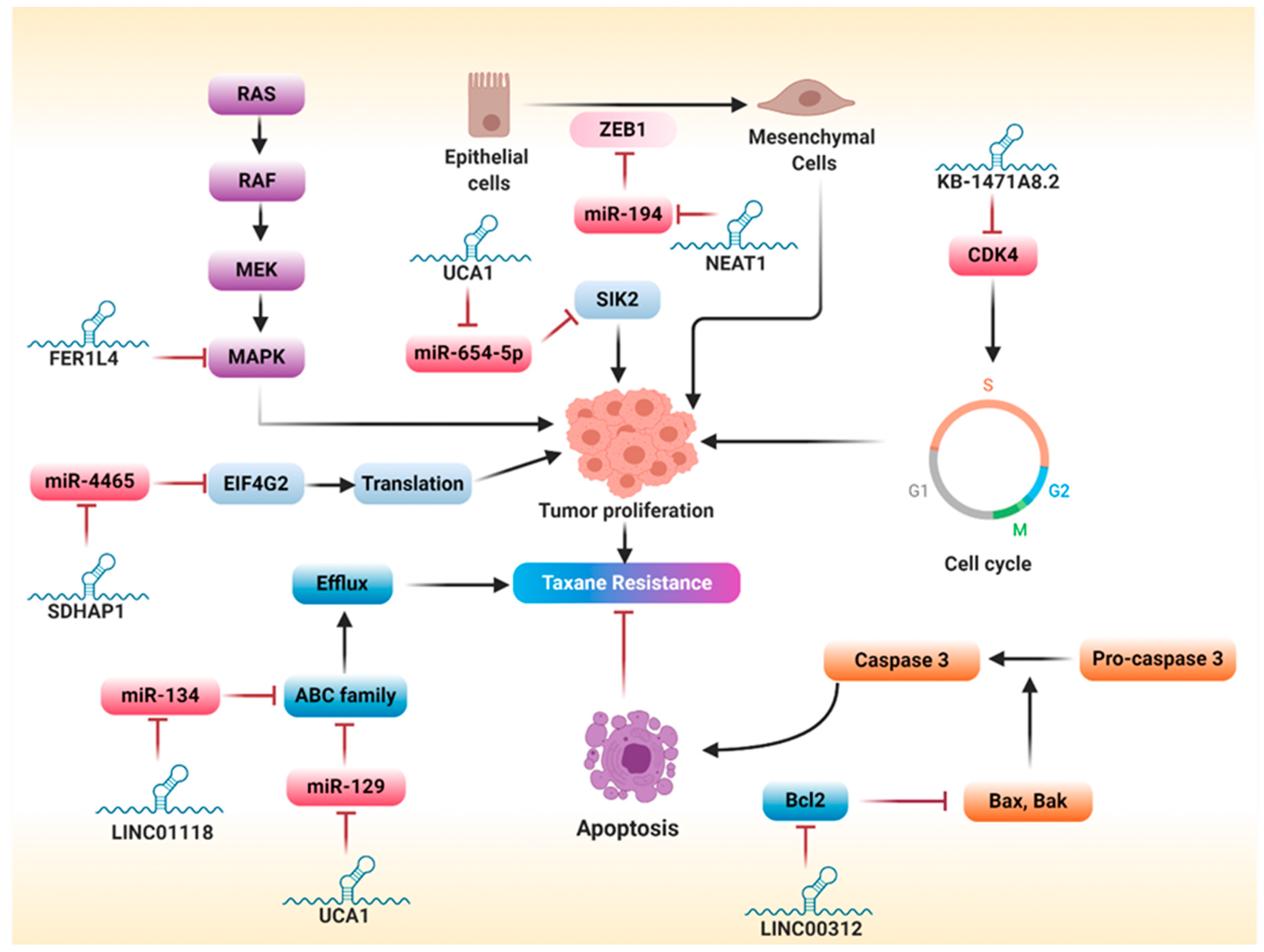 Cancers 12 02406 g005 Cancers 12 02406 g005