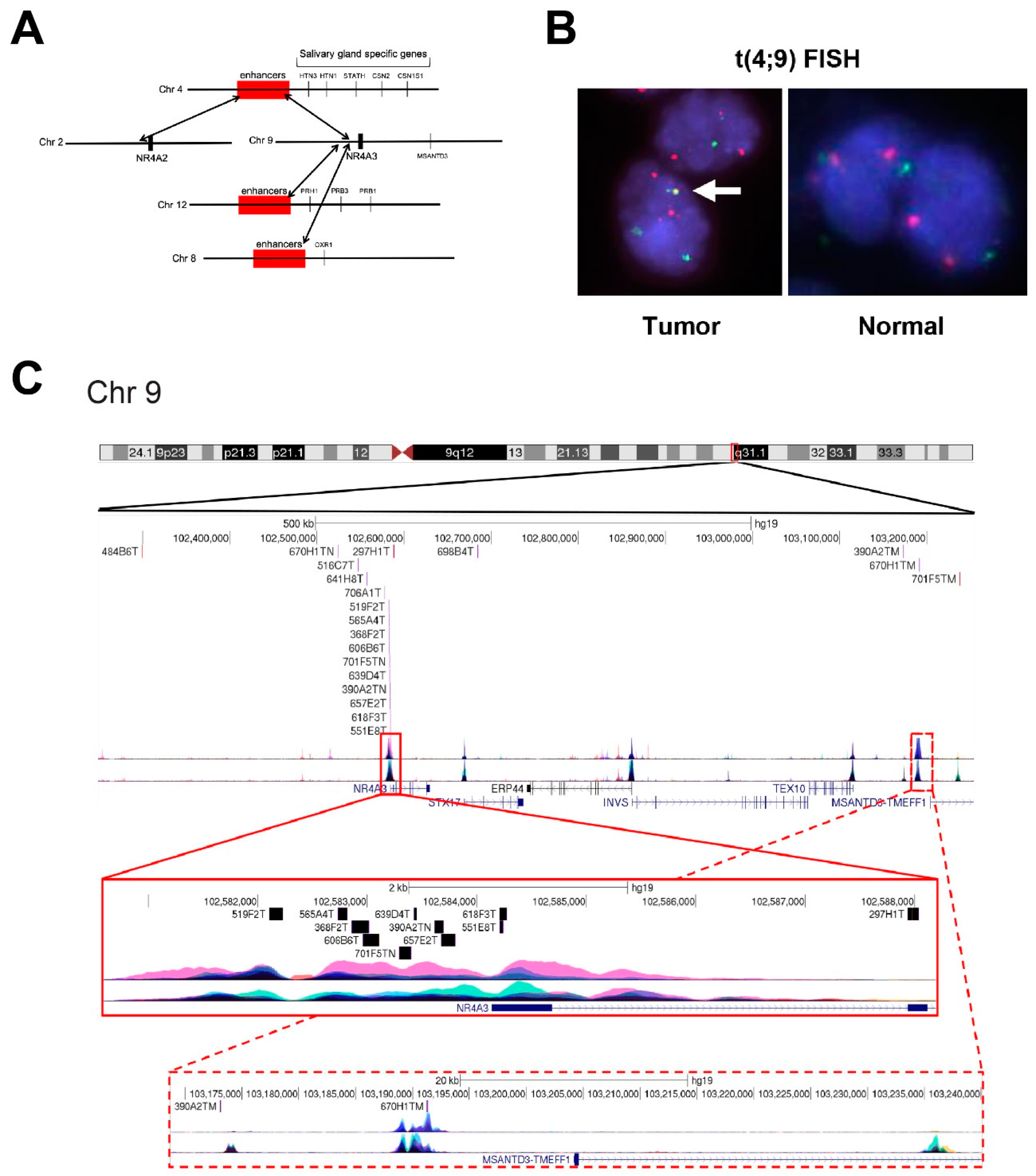 Cancers Free Full Text Oncogenic Orphan Nuclear Receptor Nr4a3 Interacts And Cooperates With Myb In Acinic Cell Carcinoma Html