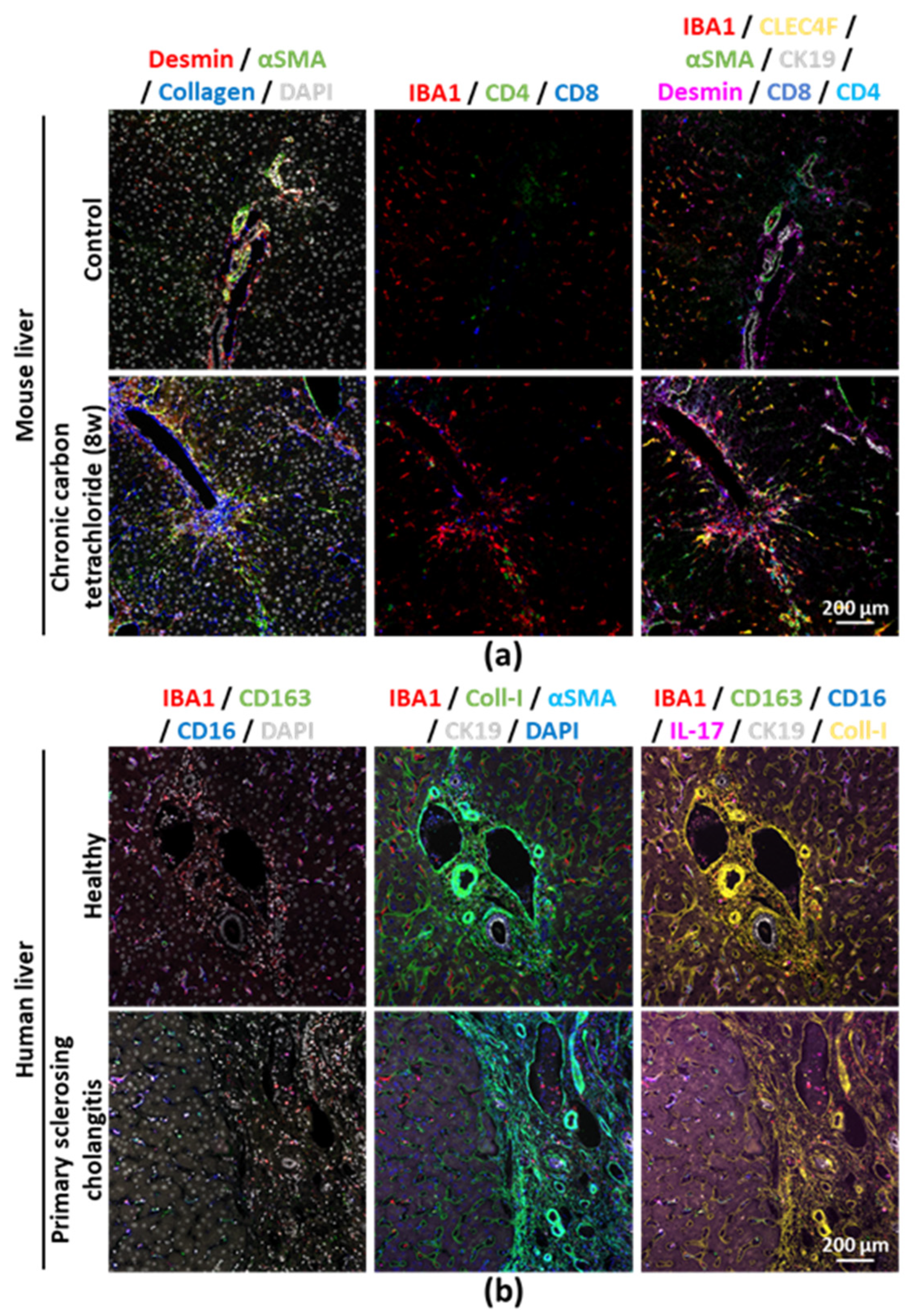 Cancers 12 02449 g001