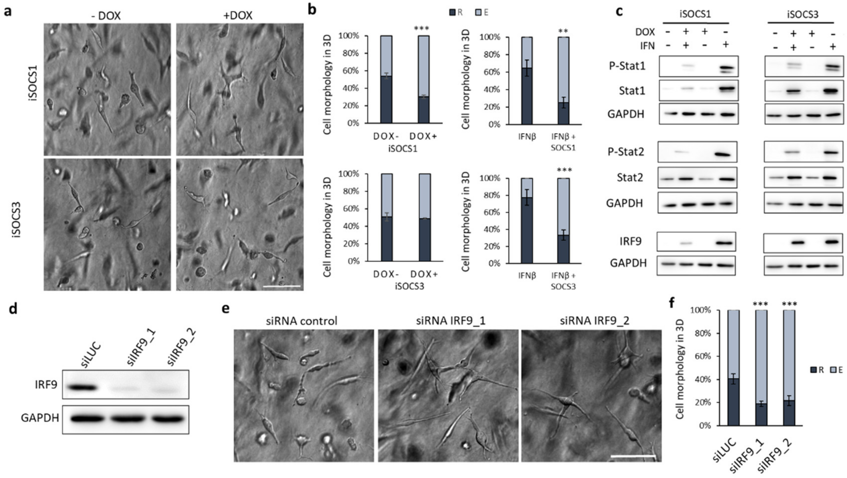 Cancers 12 02450 g004