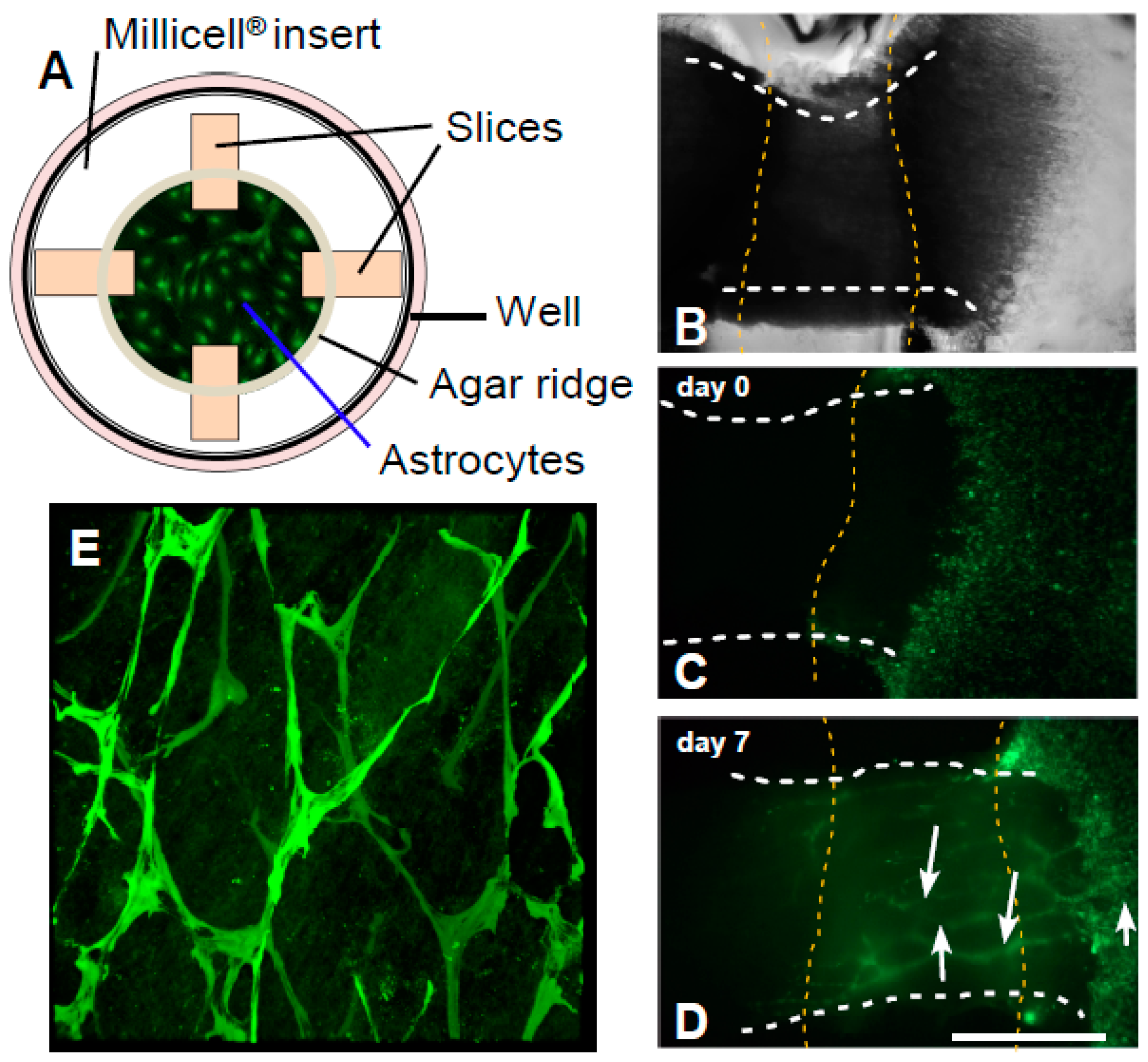Cancers 12 02456 g005