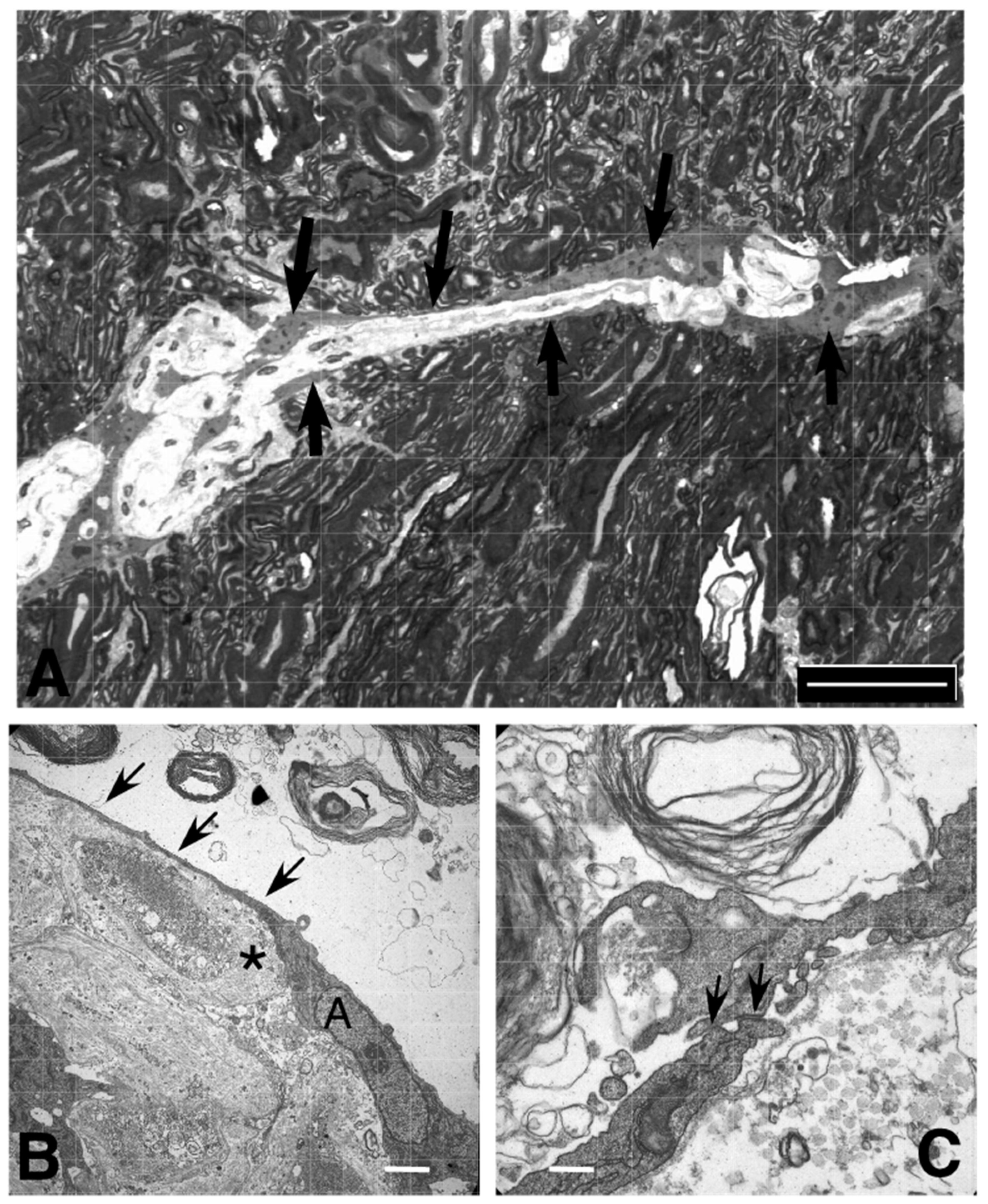 Cancers 12 02456 g006