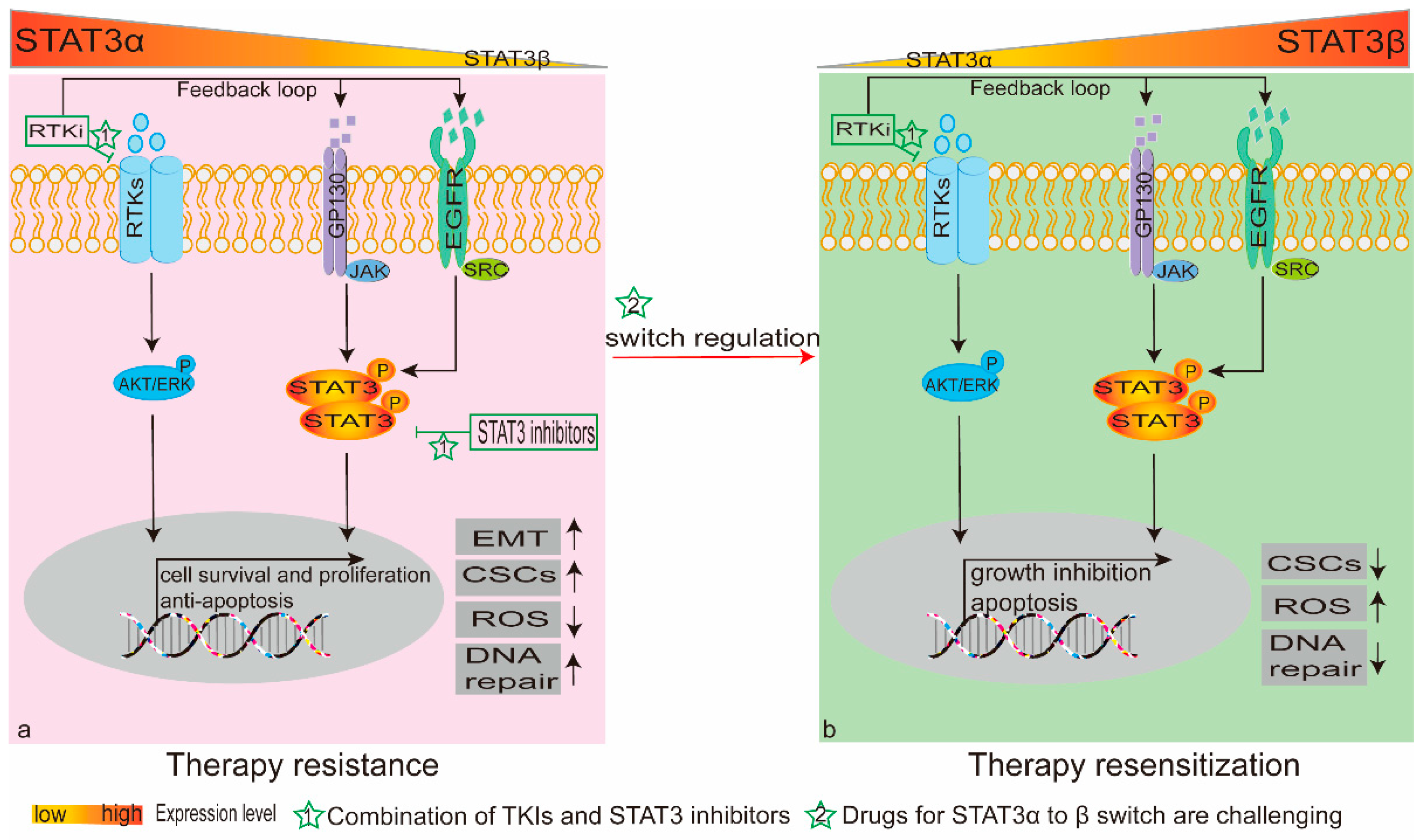Cancers 12 02459 g002 Cancers 12 02459 g002