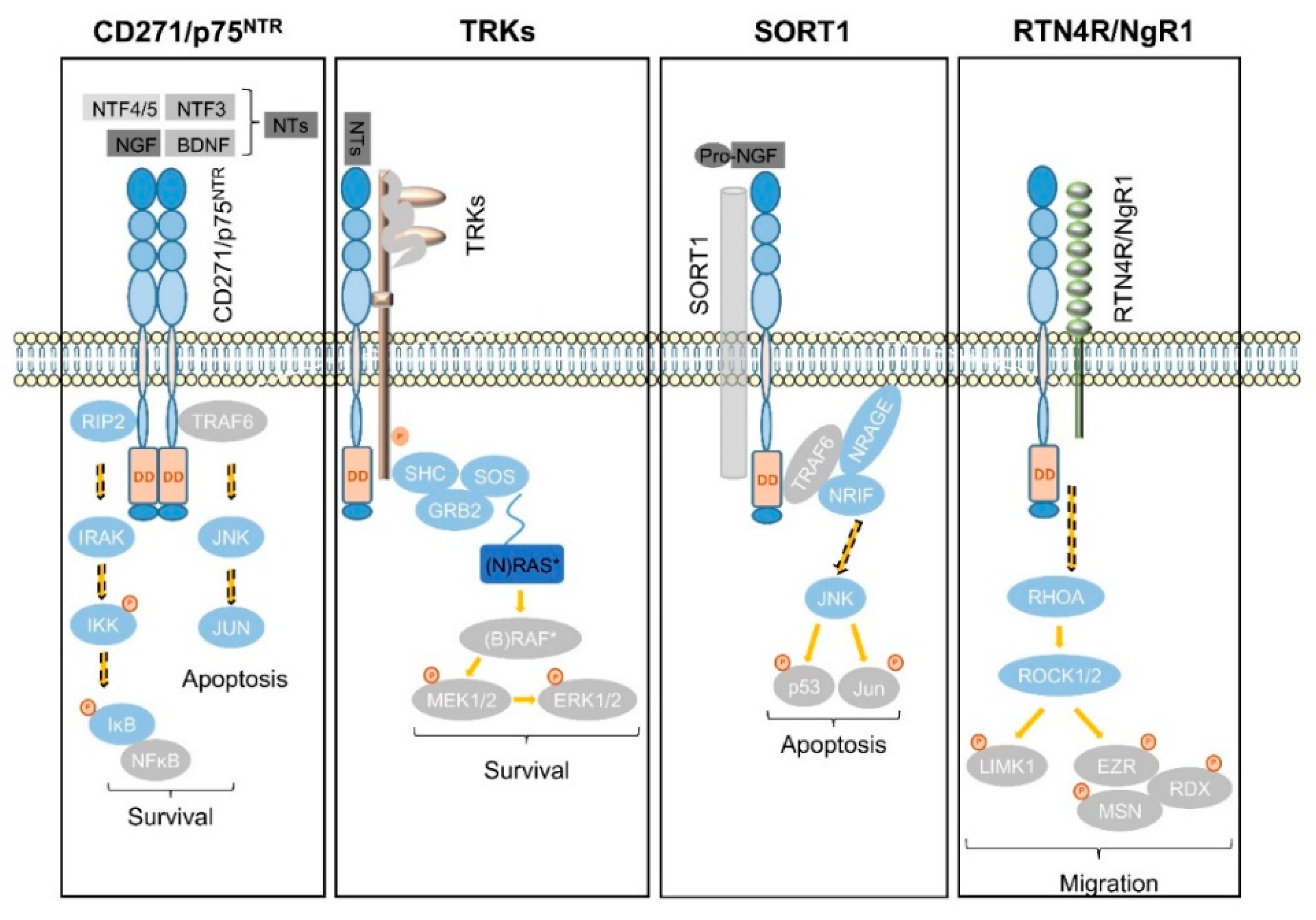 Cancers 12 02460 g004