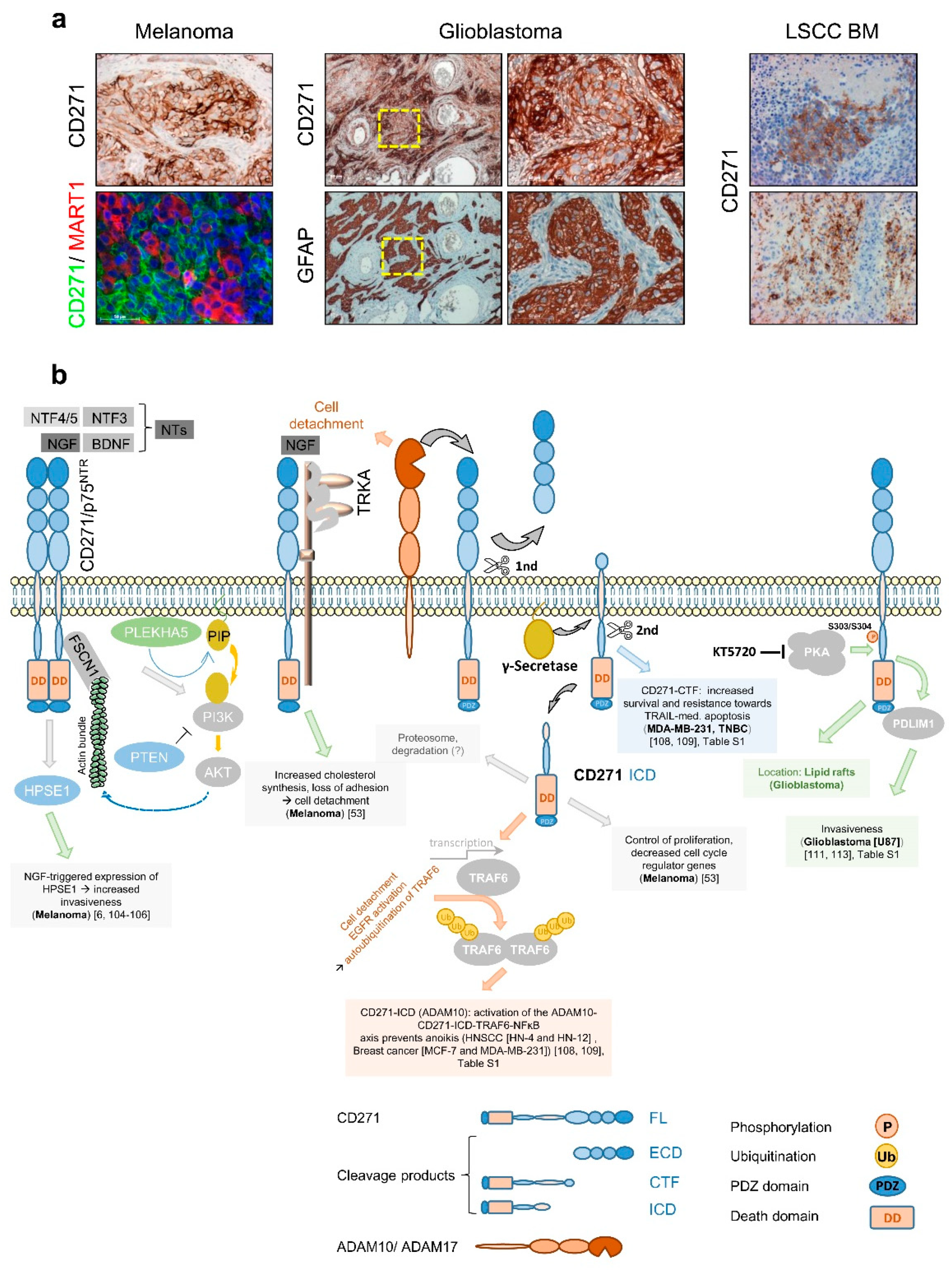 Cancers 12 02460 g005