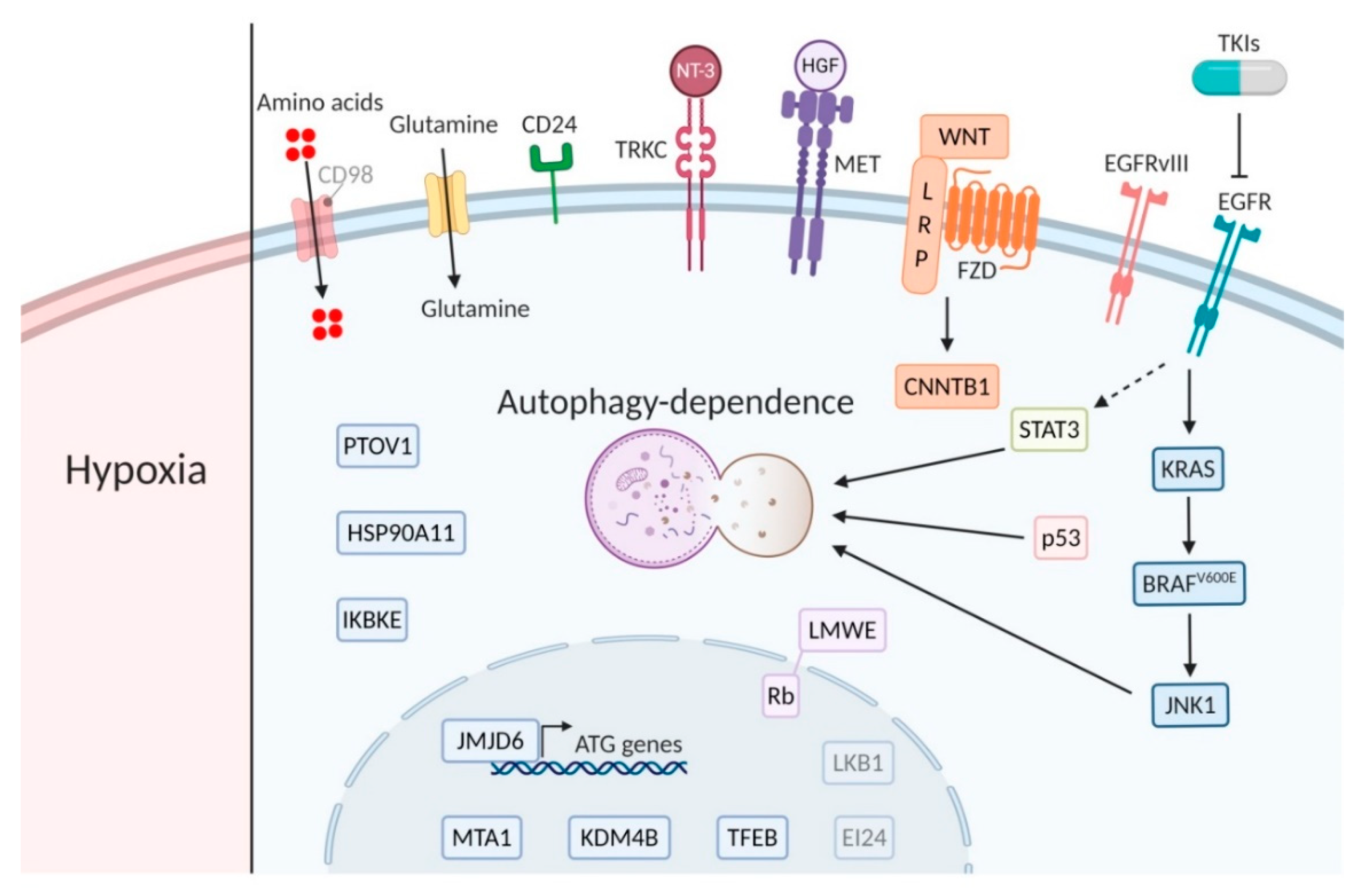 Cancers 12 02463 g002