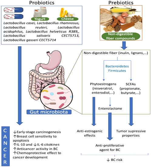Breast and Gut Microbiota Action Mechanisms in Breast Cancer