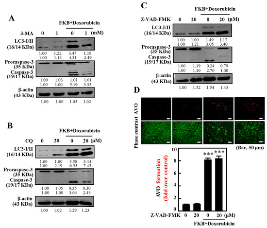 Flavokawain B and Doxorubicin Work Synergistically to Impede the 