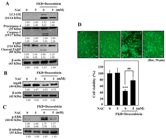 Flavokawain B and Doxorubicin Work Synergistically to Impede the 