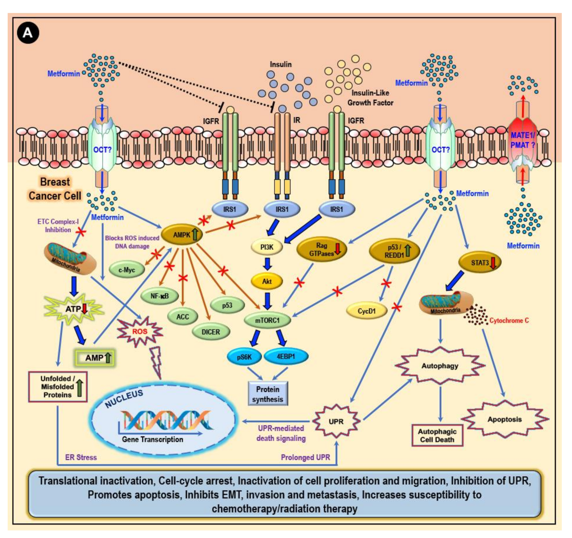 Cancers 12 02482 g004a