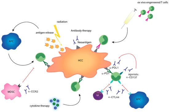 Translational Considerations to Improve Response and