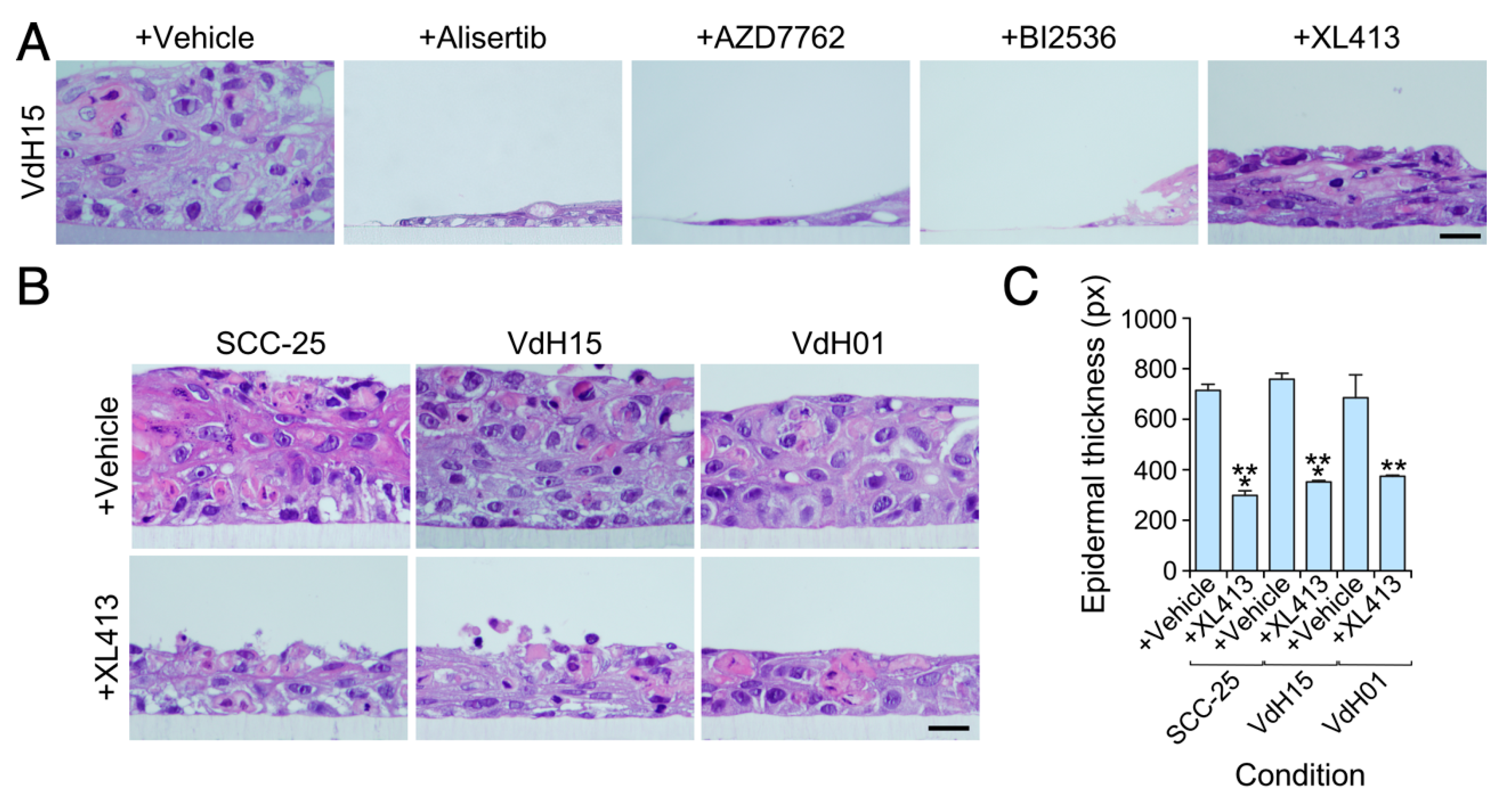 Cancers 12 02498 g004