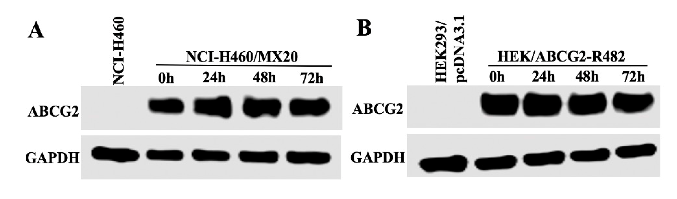 Cancers 12 02502 g006a Cancers 12 02502 g006a