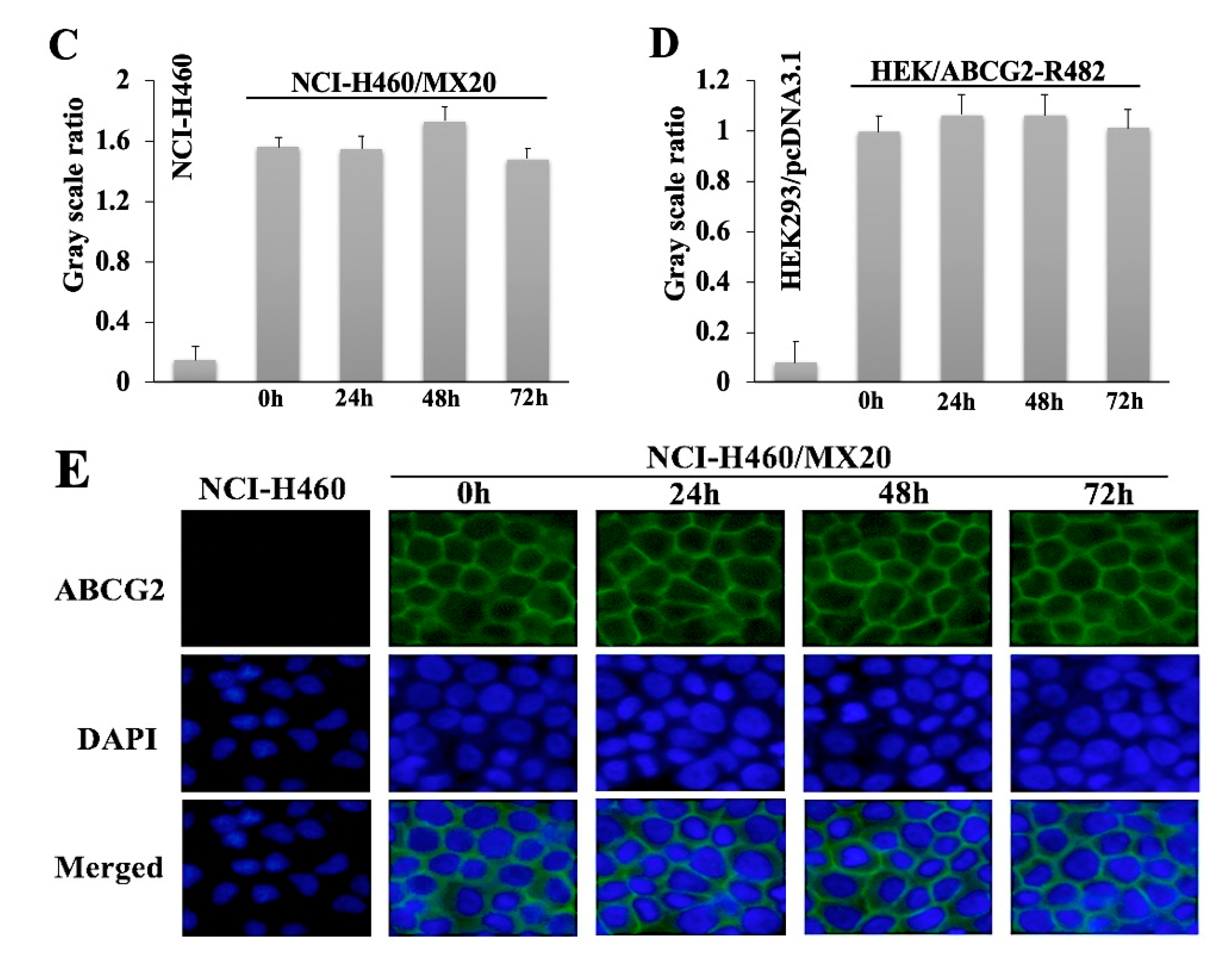 Cancers 12 02502 g006b Cancers 12 02502 g006b