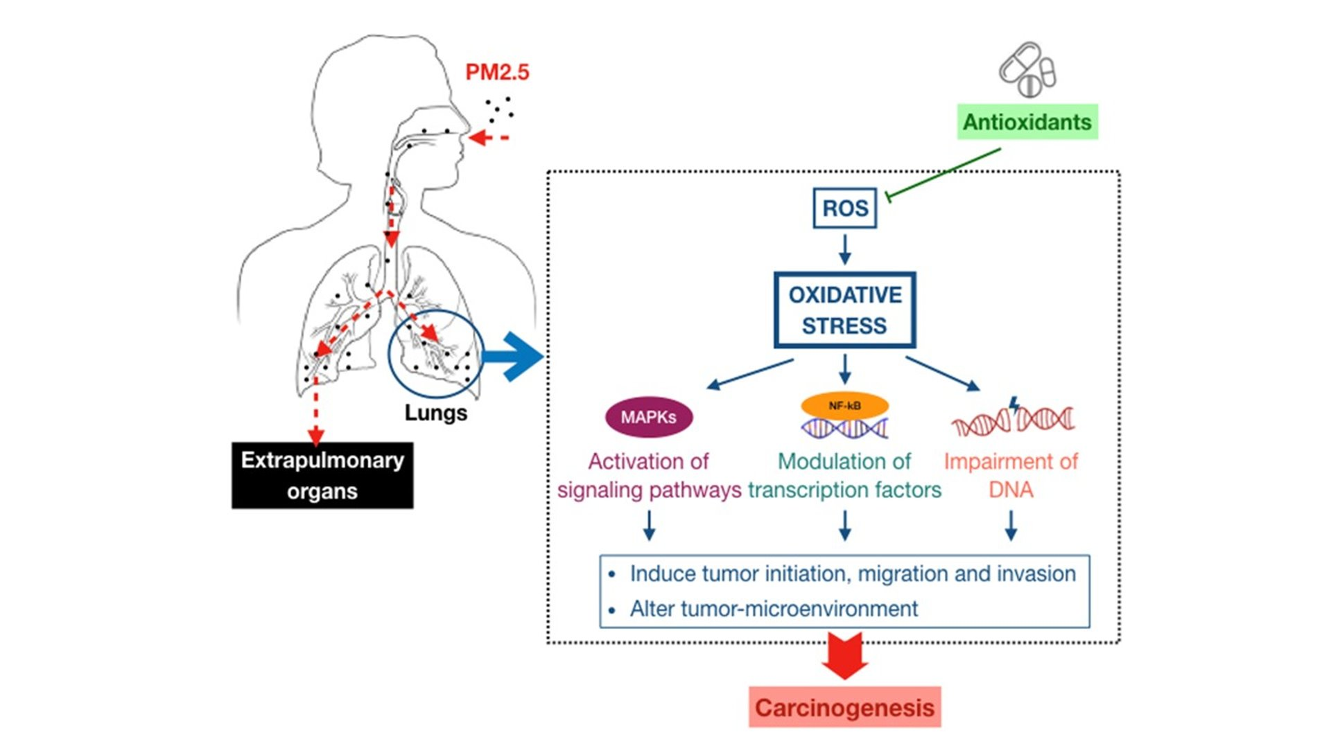 Cancers Free FullText The Inducible Role of Ambient Particulate Matter in Cancer