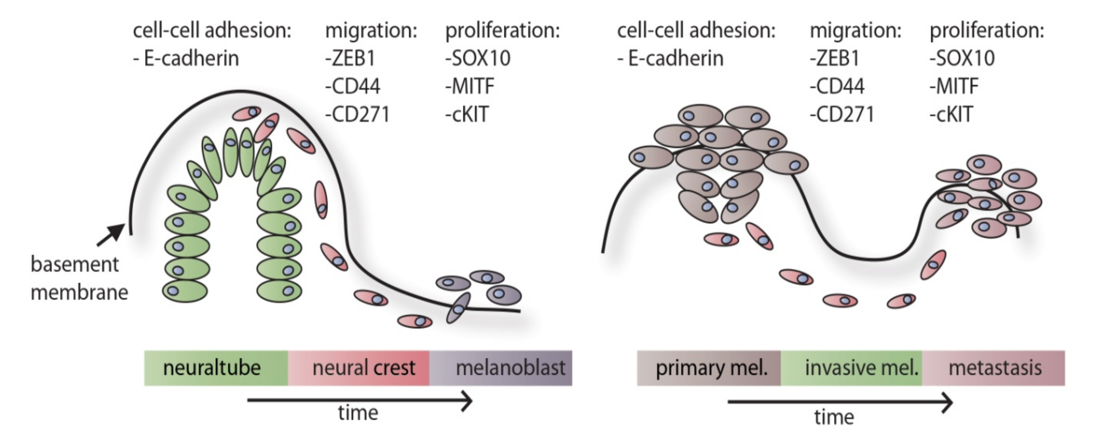 Cancers 12 02508 g001 Cancers 12 02508 g001