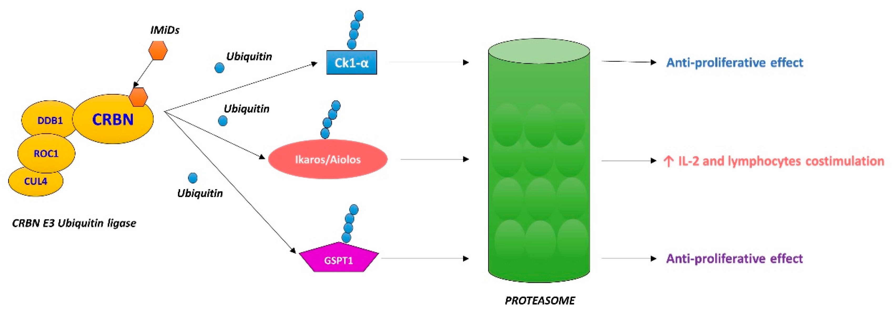 Cancers 12 02528 g001 Cancers 12 02528 g001